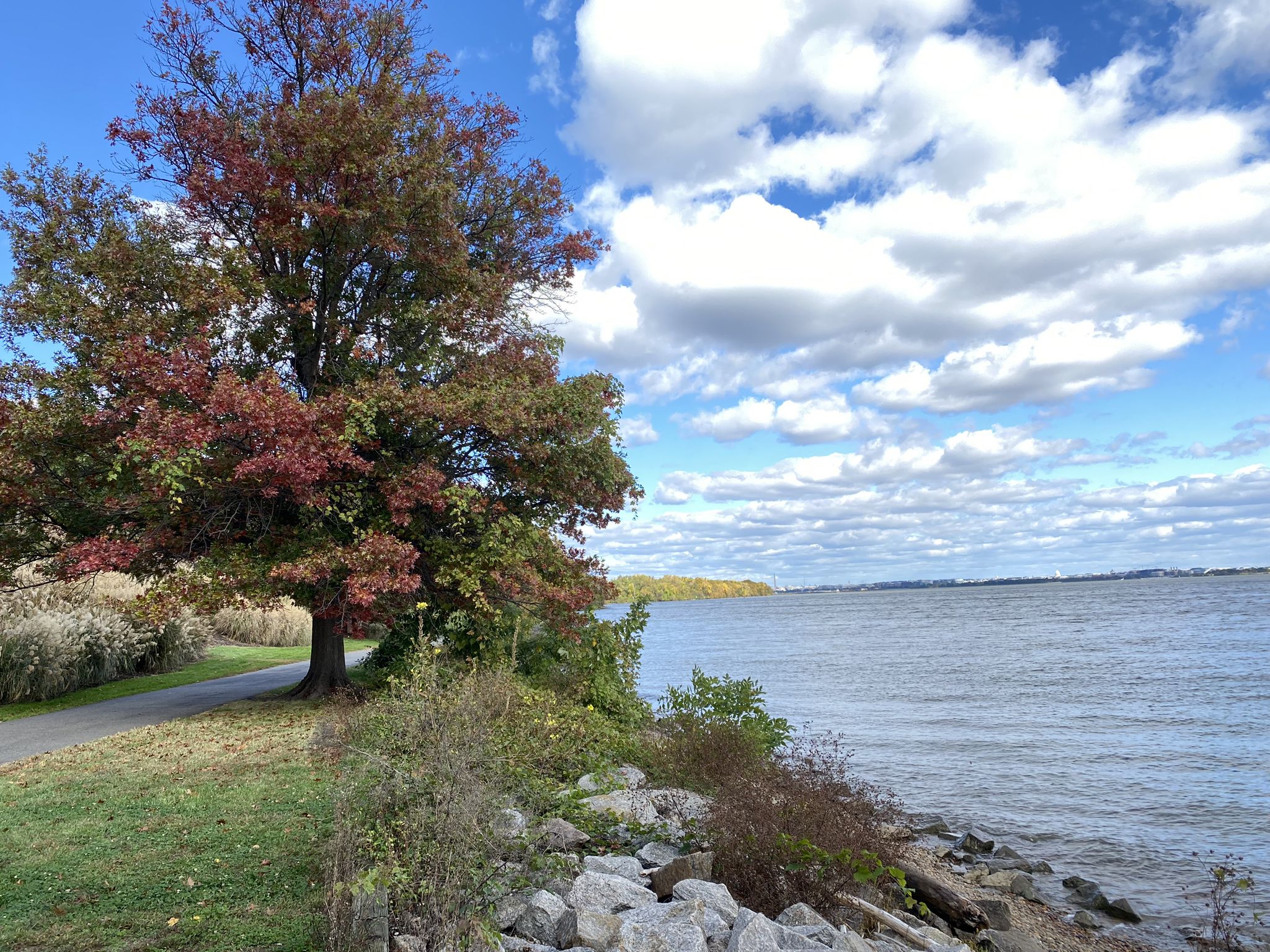 Autumn tree by a wide river under a bright, cloudy sky. - Waterfront Park – Oronoco Bay Park loop from Huntington