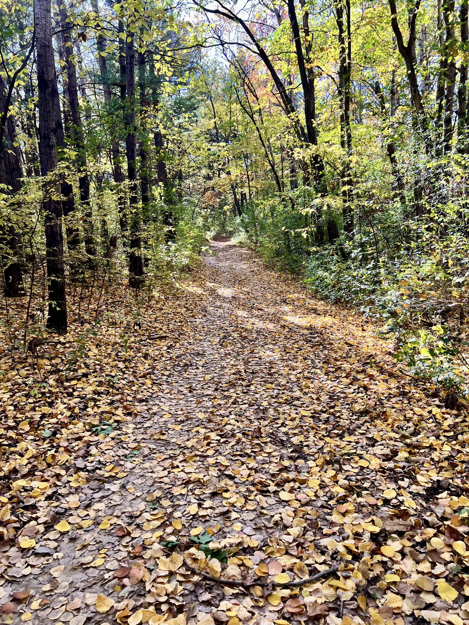 A forest path covered in golden autumn leaves under dappled sunlight. - Blackhawk Ridge Trails