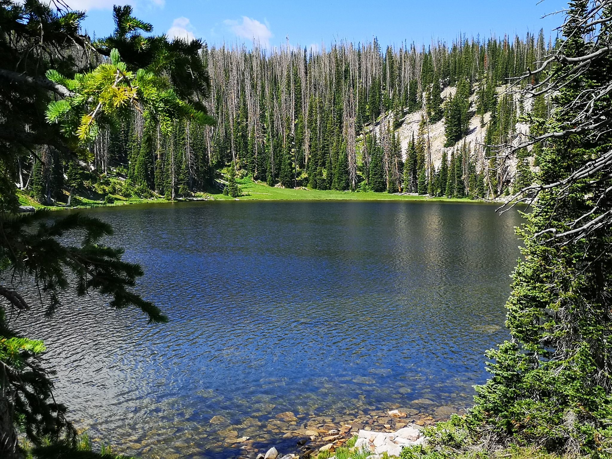 Serene mountain lake framed by pine trees under a bright blue sky. - Silver Lake Trail