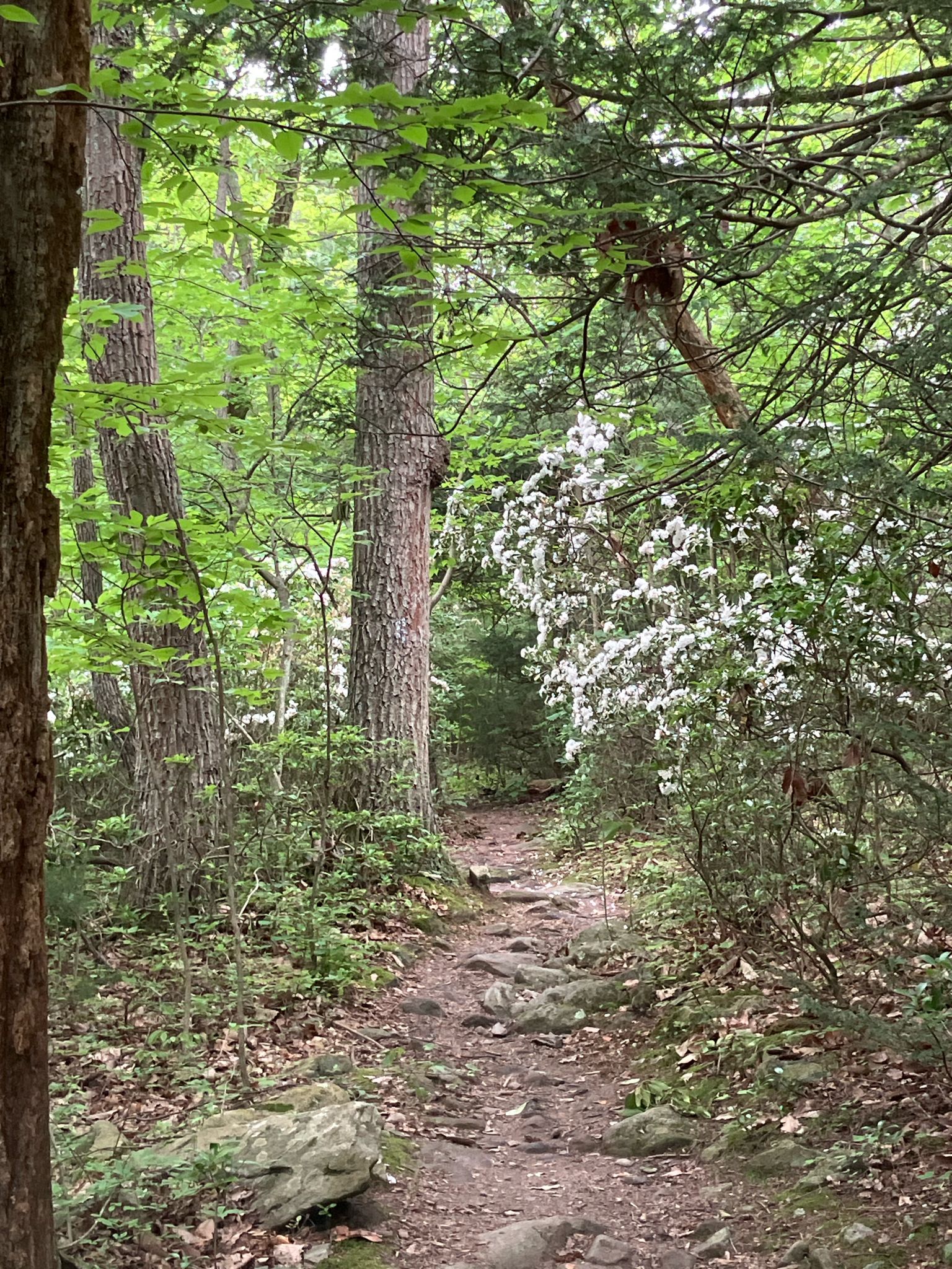 Shaded forest path winding through green trees and white flowering bushes. - Buzzard Peak via Appalachian Trail
