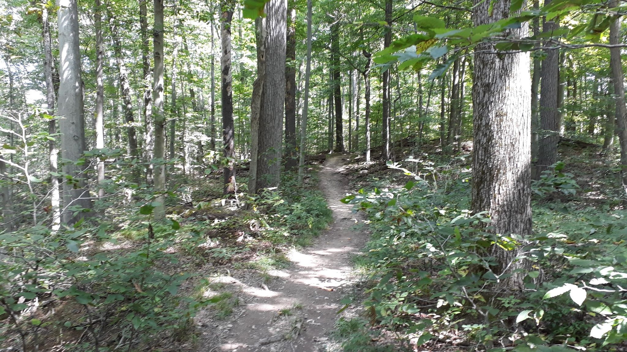 Narrow dirt path winding through a sun-dappled forest with tall trees. - Deer Lick Cave Loop Trail
