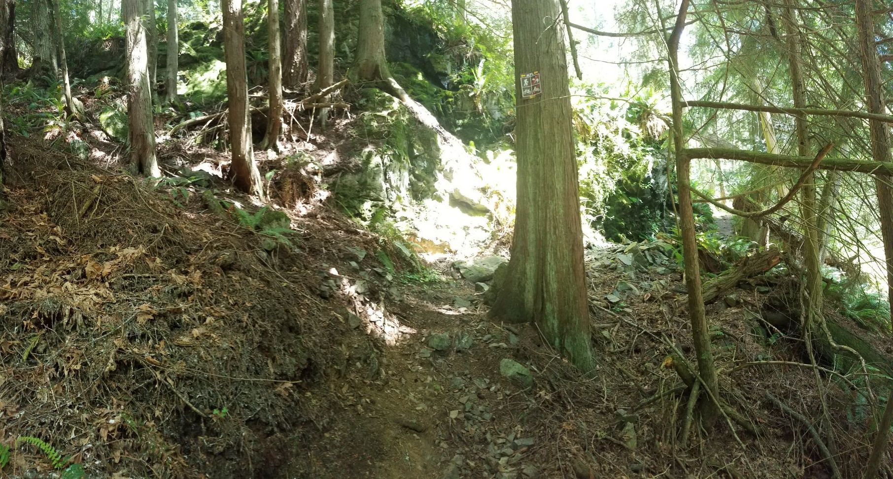 Sun-dappled forest path ascending a mossy, root-covered slope between trees. - Heart Lake – Heart Lake loop from Sharpe Park