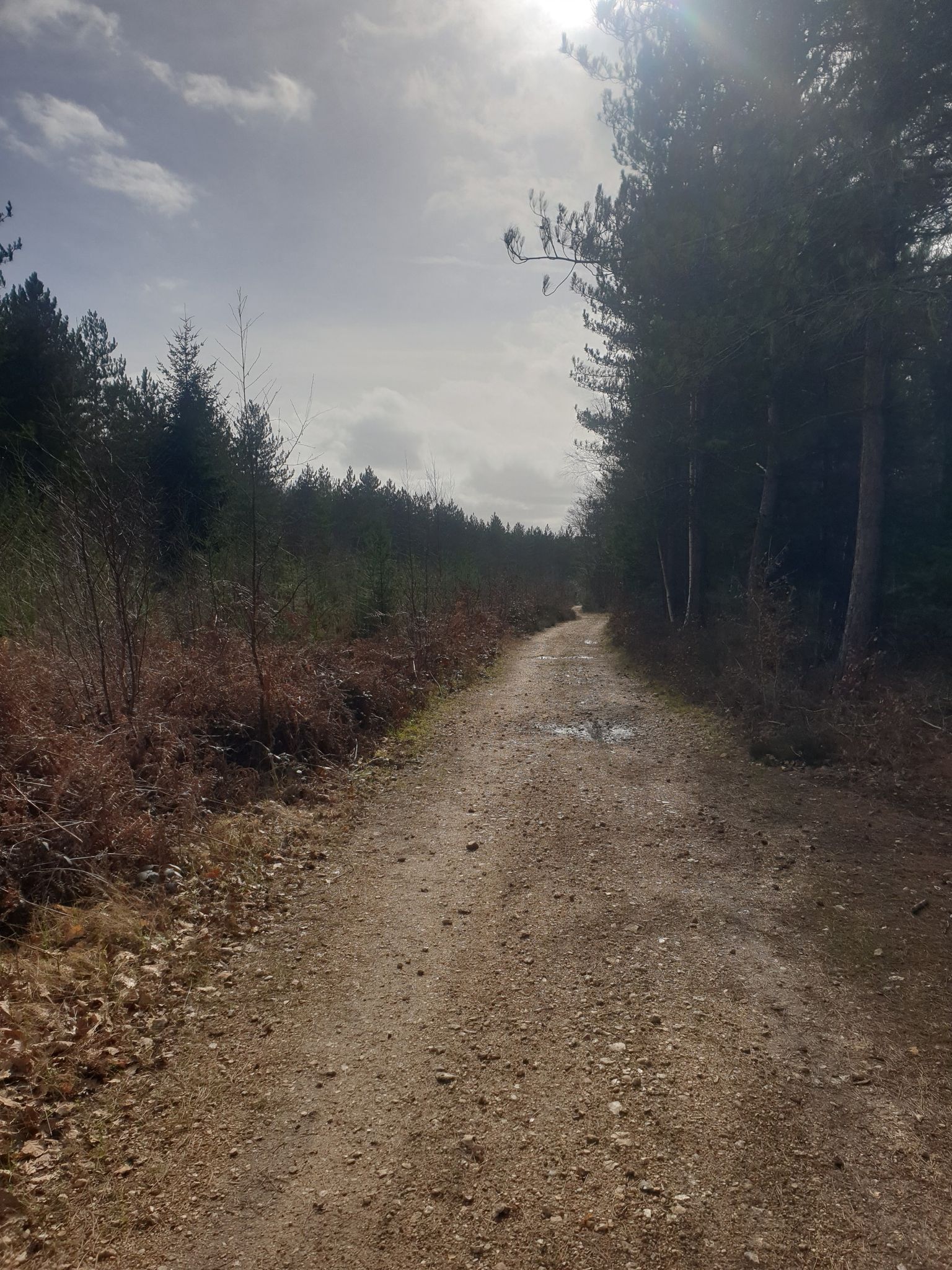 dans la forêt