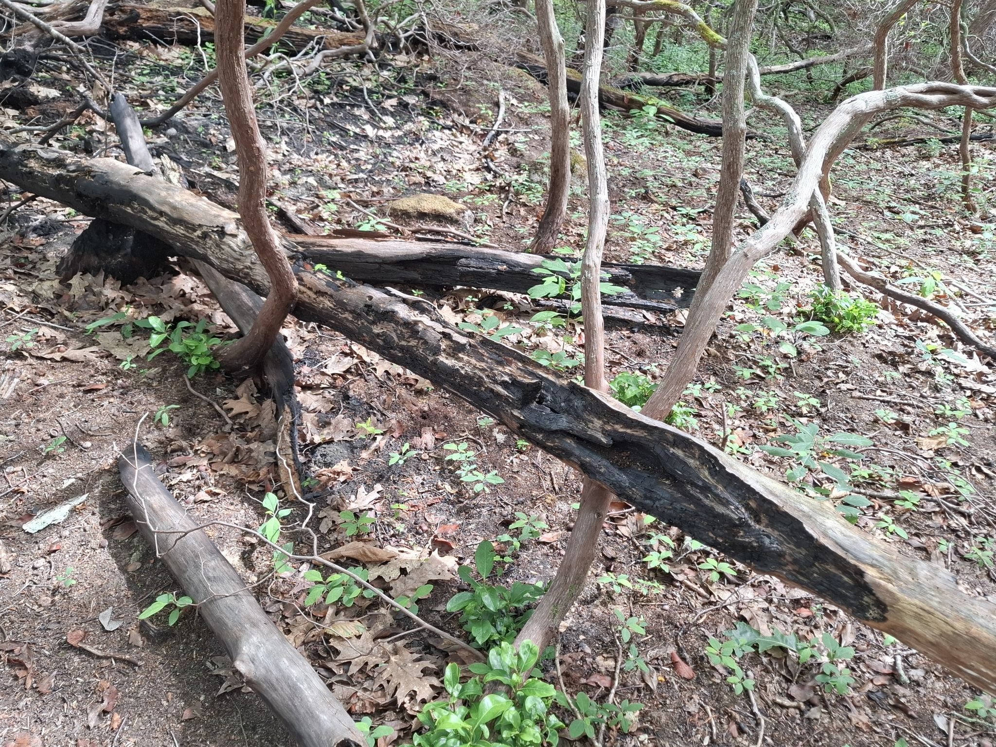 Spuren eines Waldbrands