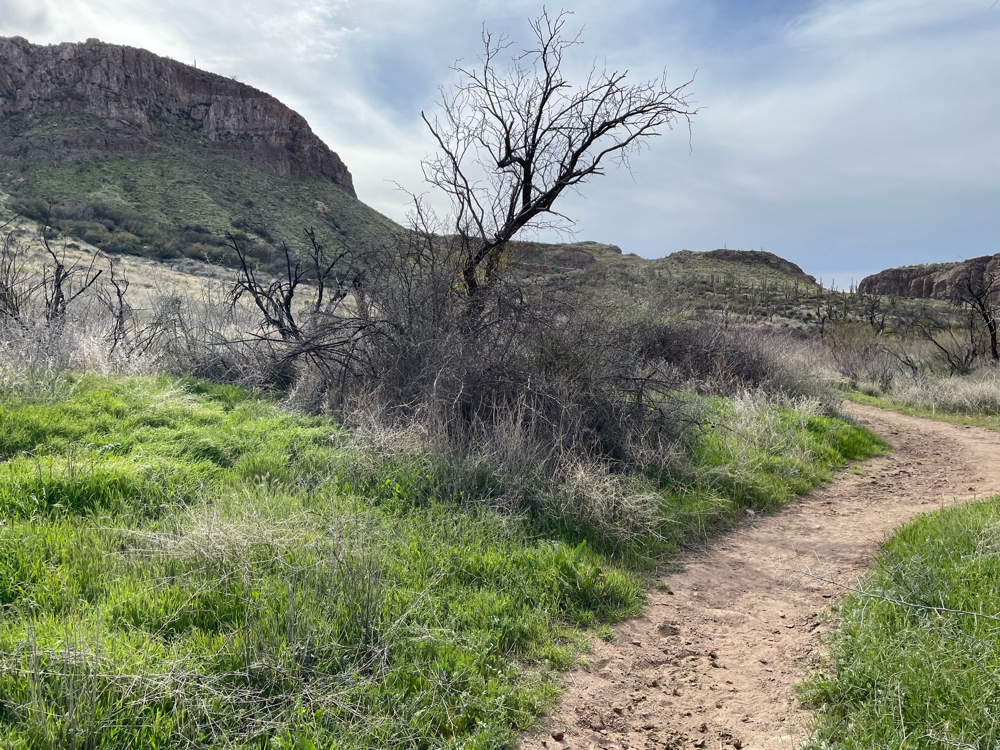 Dirt path through green grass, dead trees, and a large mountain under cloudy sky. - L.O.S.T. Trail #221 loop from Superior