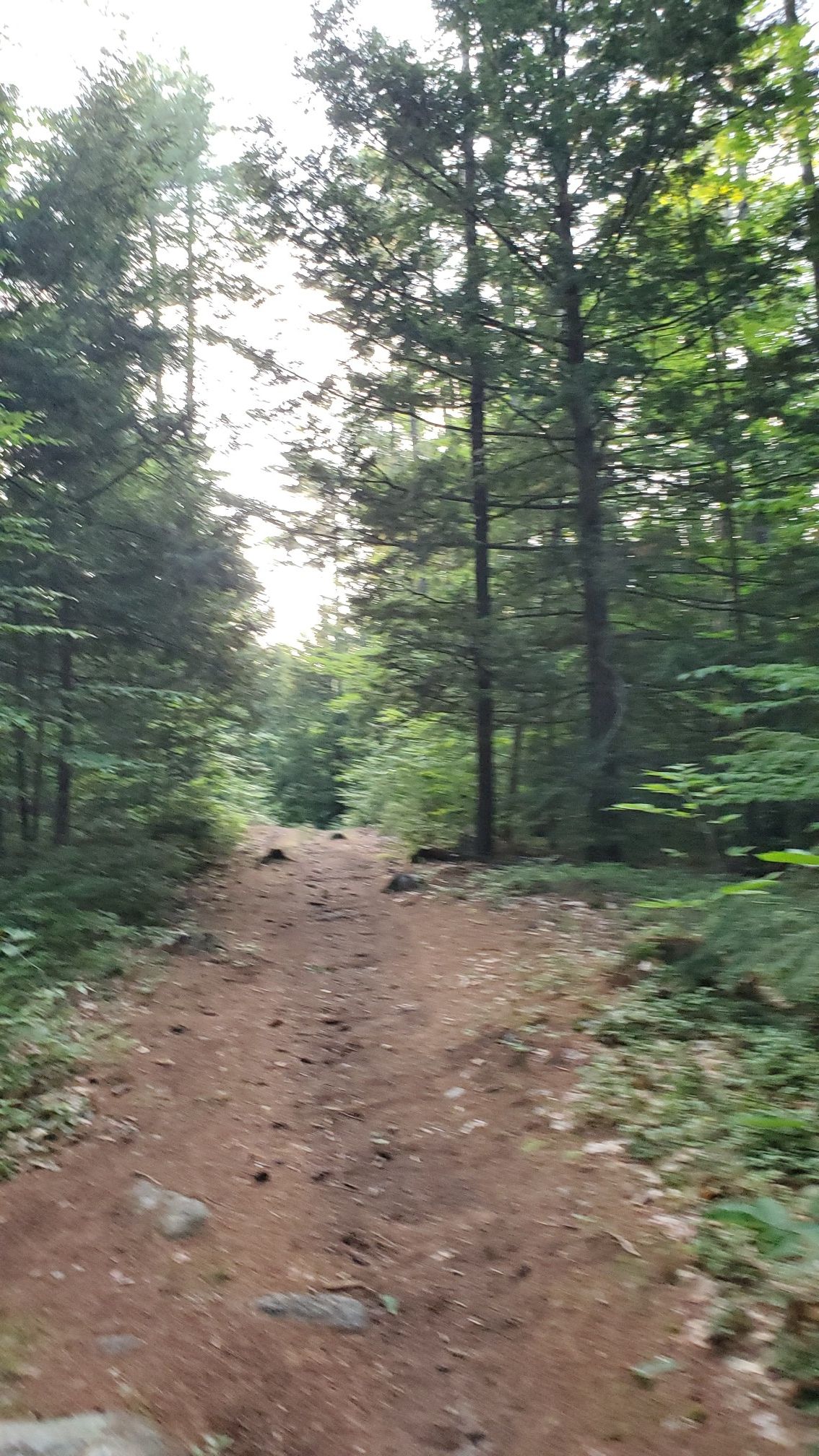 A wide dirt trail leads through a sun-drenched forest with tall trees. - Eagle Trail