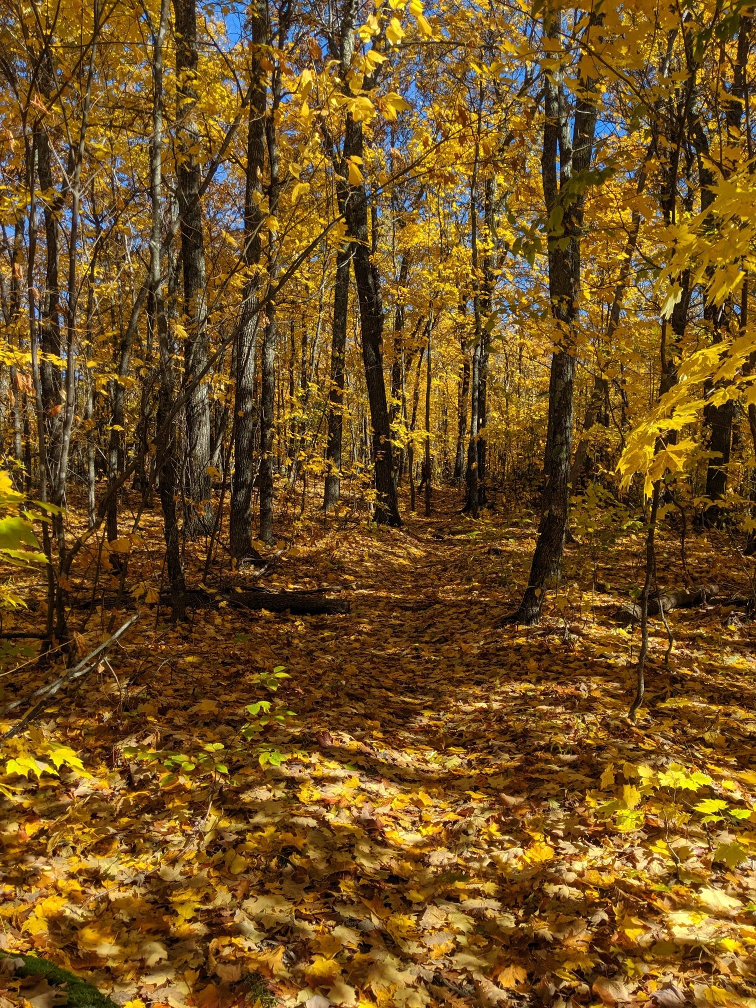 Forest path completely covered in bright yellow autumn leaves under sunny skies. - Mount Cranmore – Cranmore Mountain Bike Park loop from Redstone