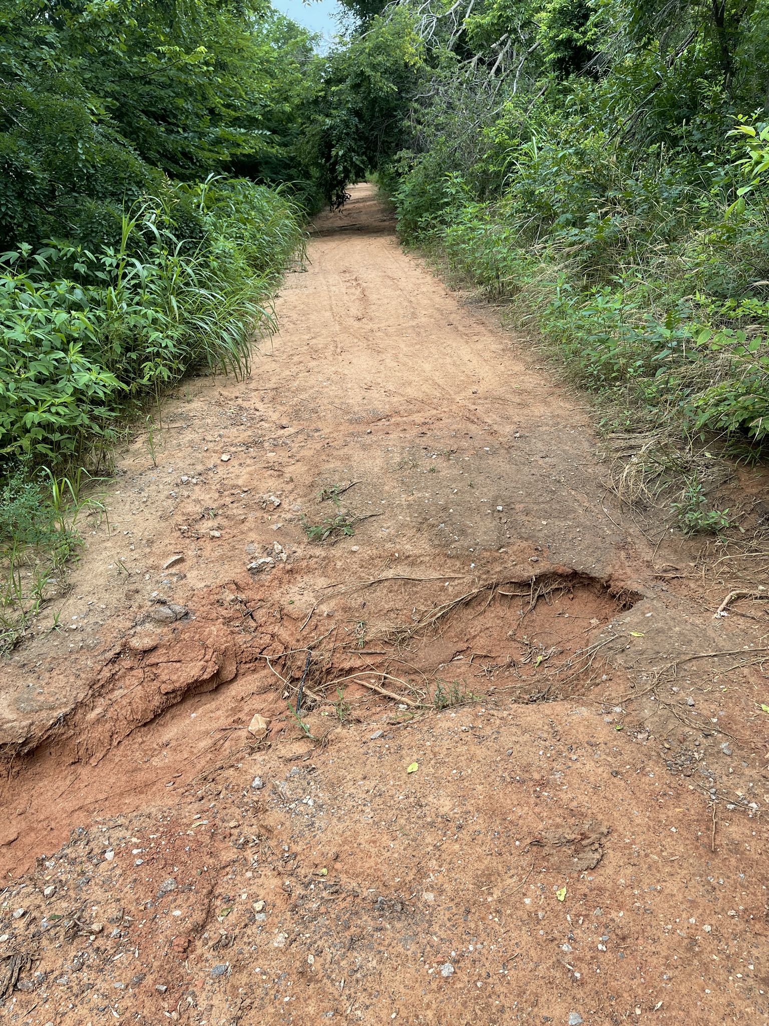 Eroded dirt road with a large gully, surrounded by dense green vegetation. - East Trail