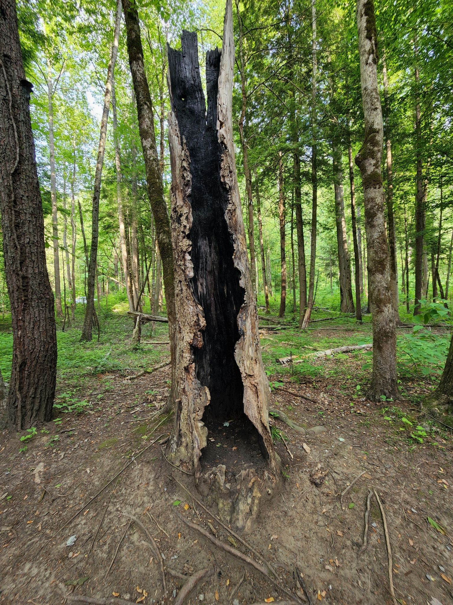 Hollow, burnt tree trunk standing in a sunlit green forest. - Hiking loop from Gatlinburg