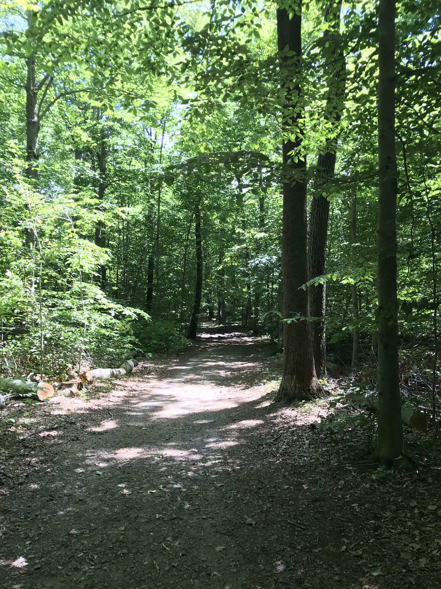 A sun-dappled dirt path winding through a lush green forest. - View of East Lagoon – Lake Hopewell loop from Collis P. Huntington State Park