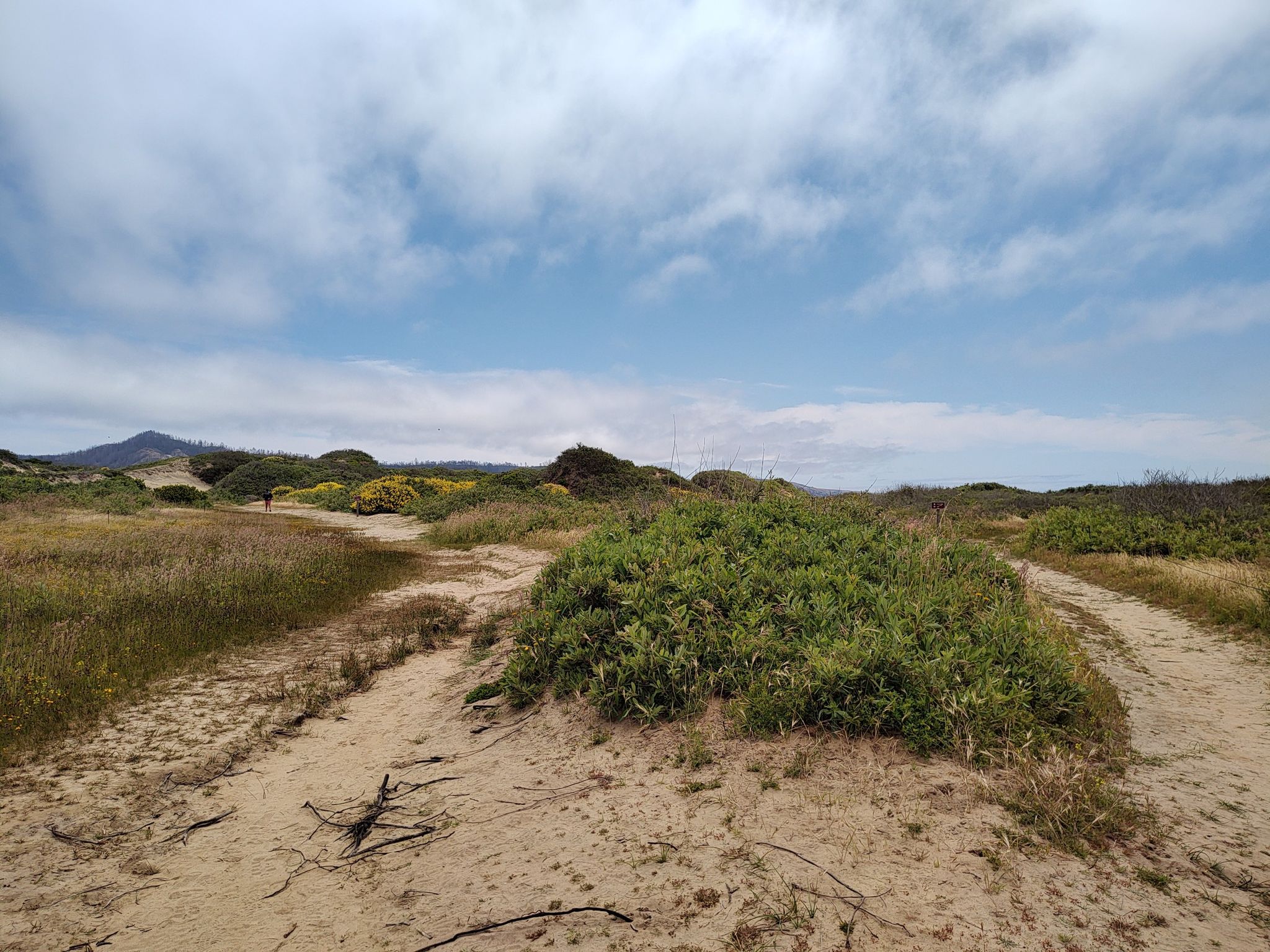 Sandy path through coastal dunes with green shrubs under a cloudy sky. - Año Nuevo Point Trail
