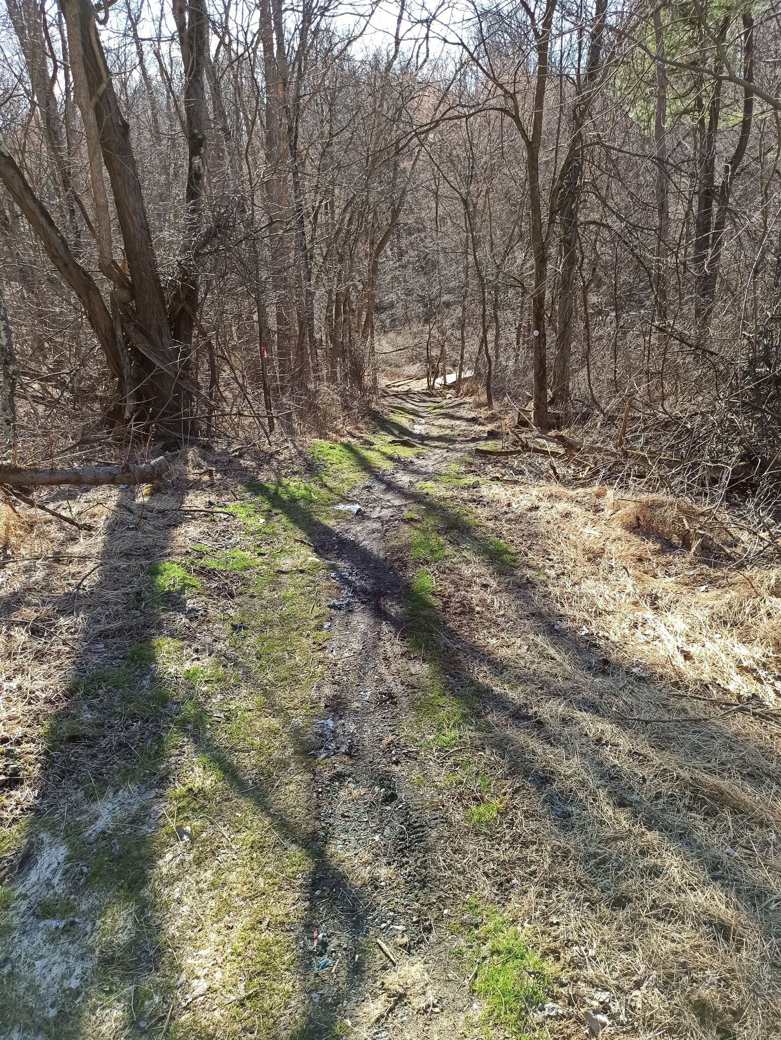 Sunny dirt path winding through a bare winter forest with long shadows. - Loop Trail