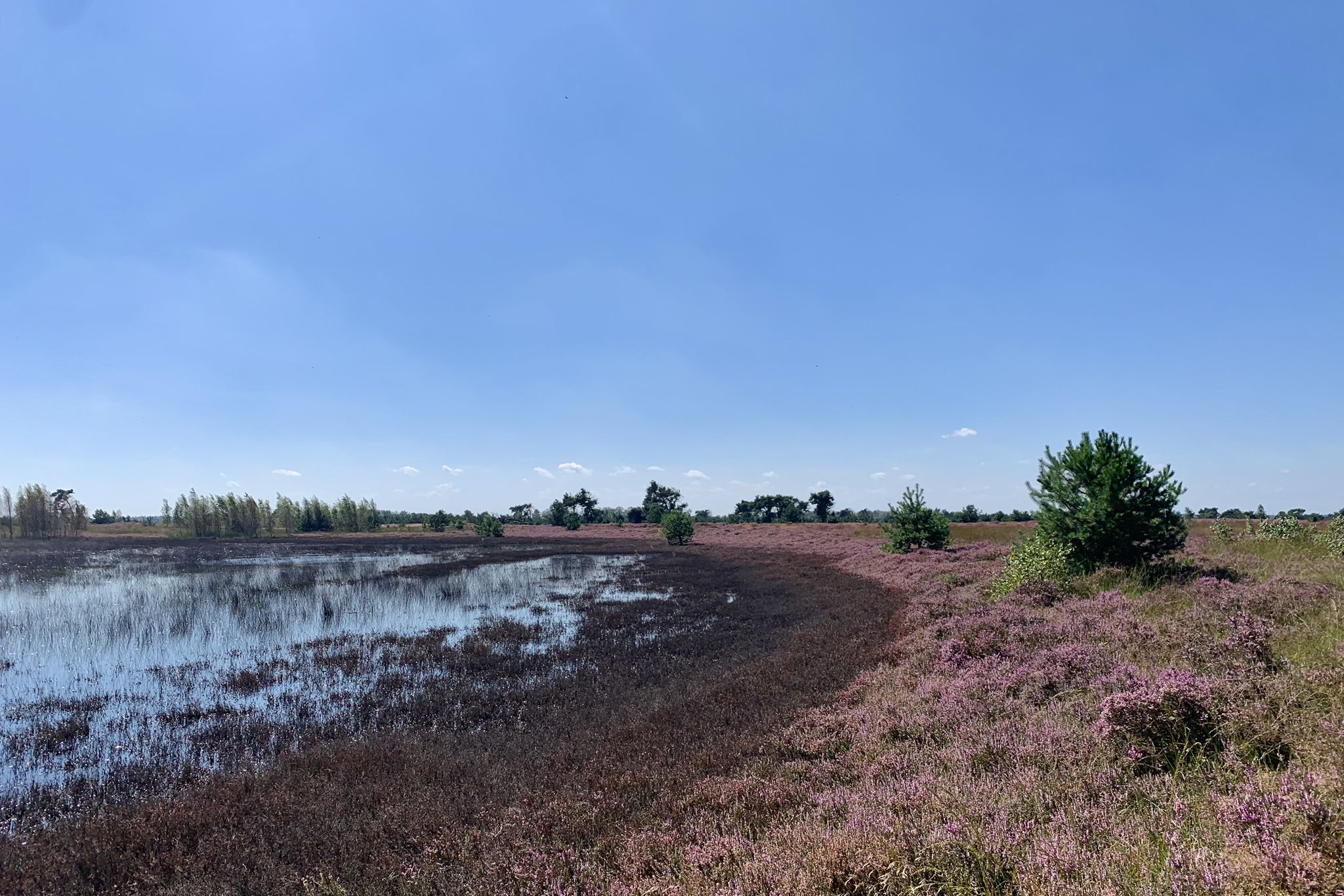 Heel bijzonder hoe zo'n vennetje in de bloeiende hei eruit ziet