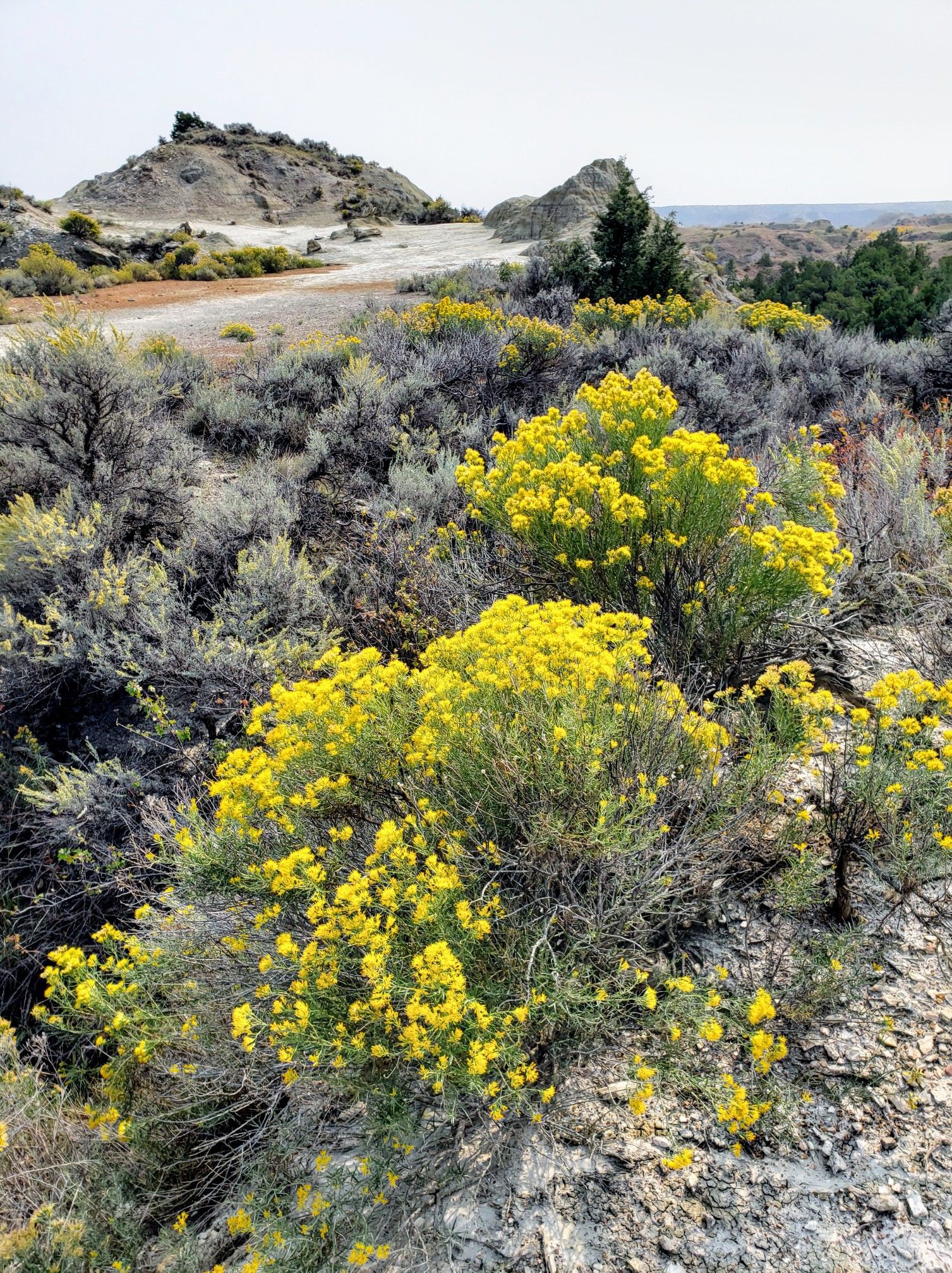 Bright yellow wildflowers bloom in arid, rocky terrain under clear skies. - Petrified Forest Loop