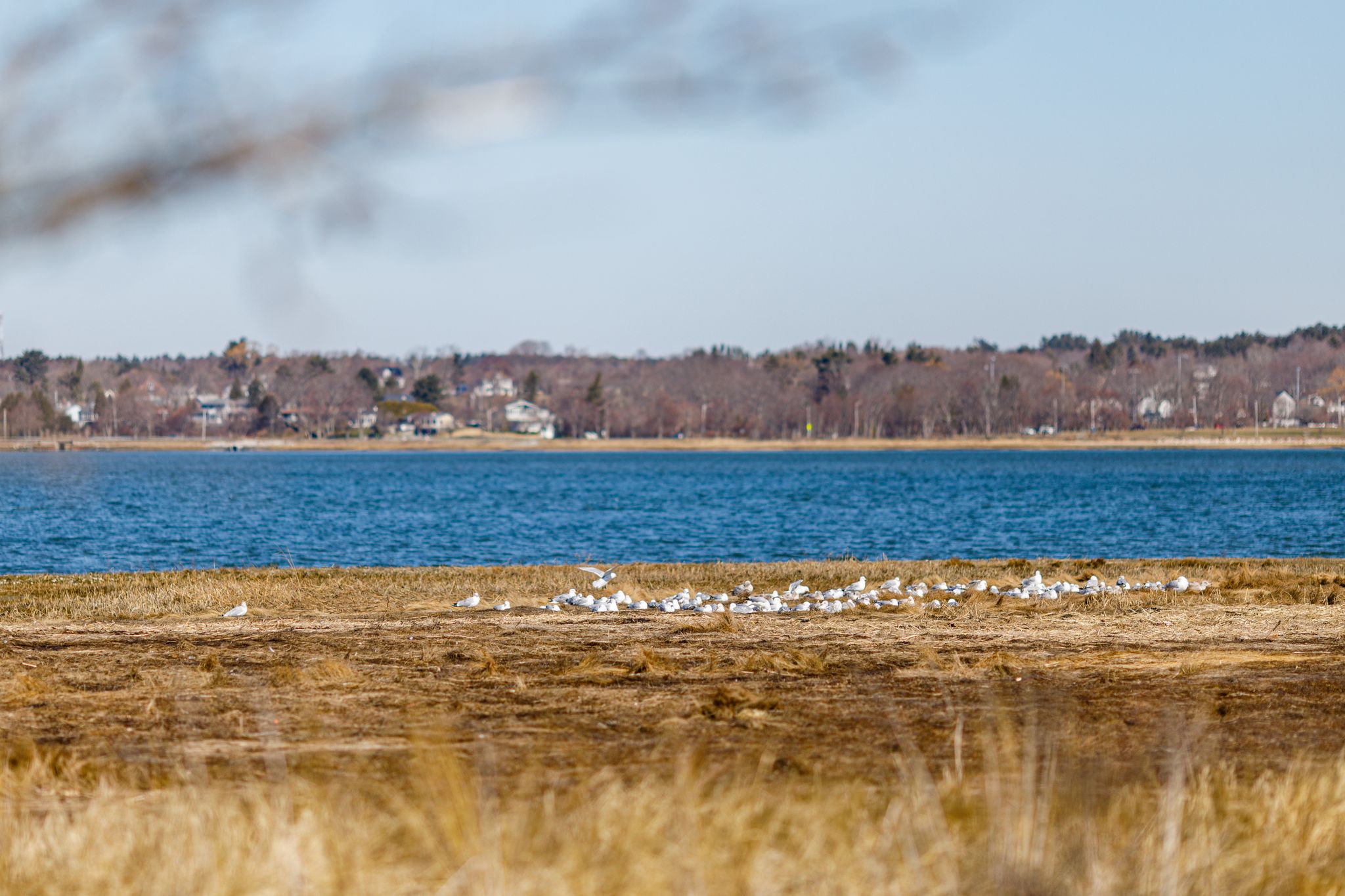A flock of small birds on a grassy shore next to blue water and distant trees. - Back Cove Trail