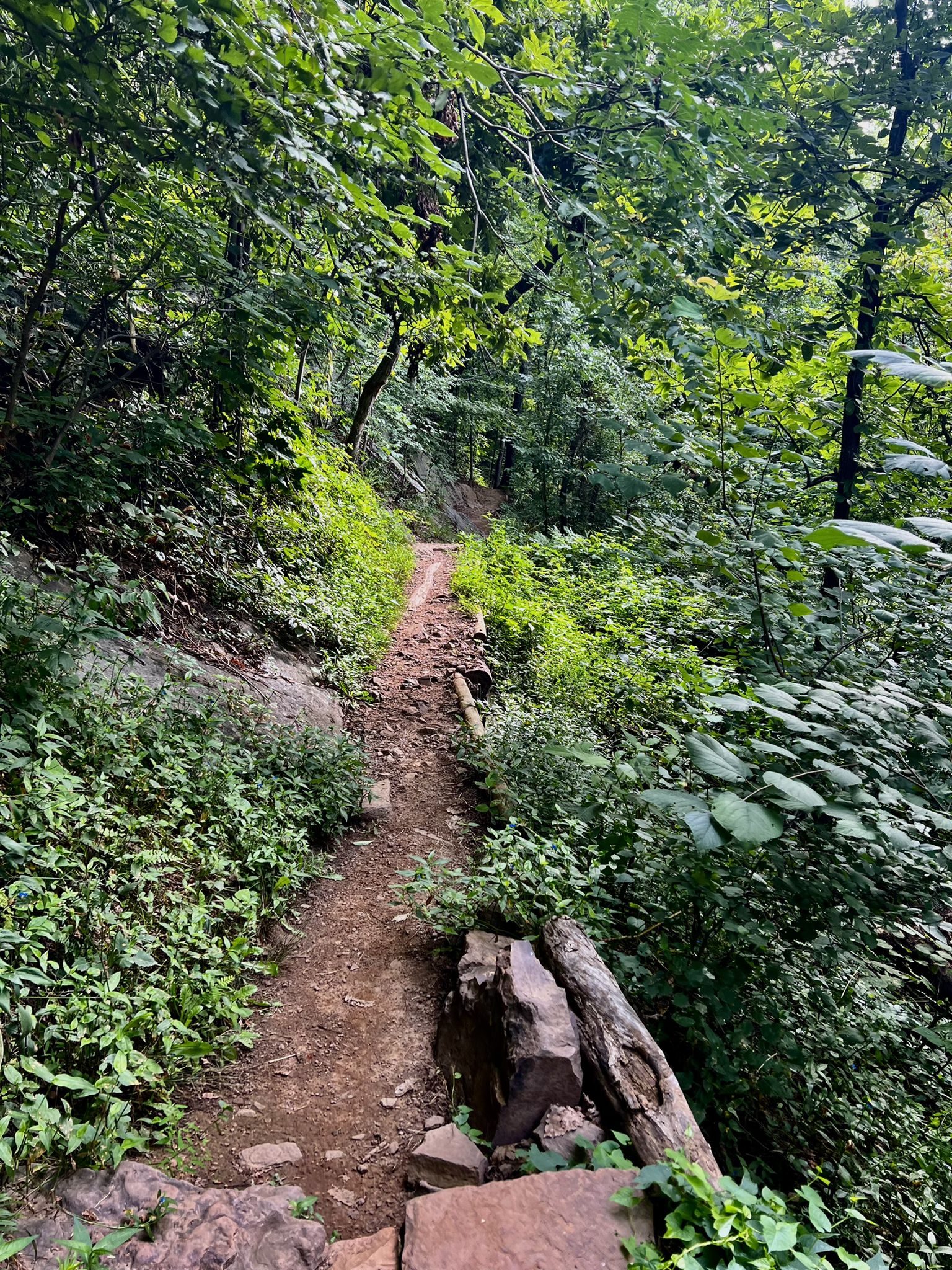 Winding dirt trail through a vibrant green forest with rocks and foliage. - Johns Spring Shelter loop from Johns Spring Shelter