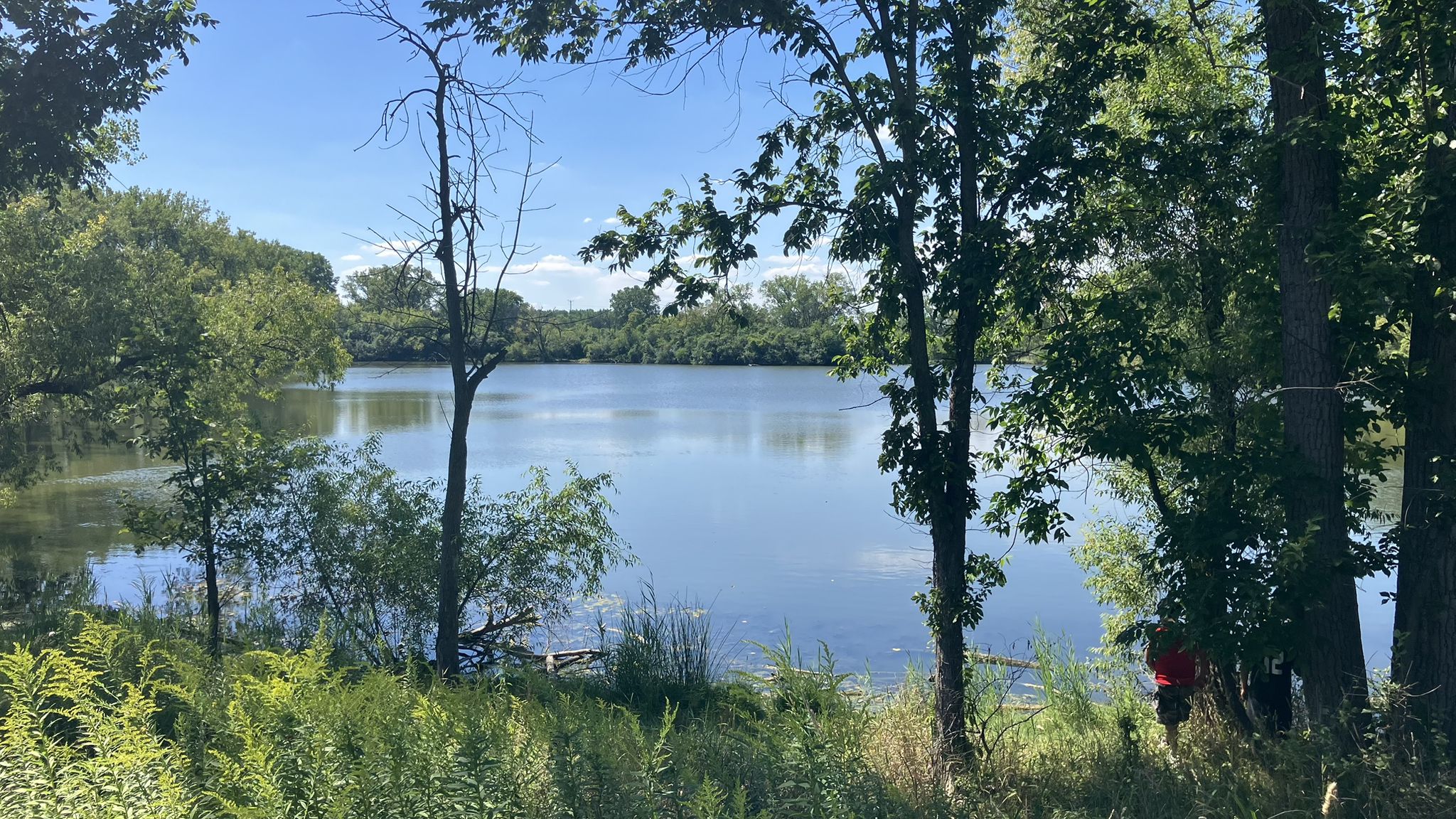 Sunny lake view through green trees and tall grass. - Skokie Lagoons Inner Trail