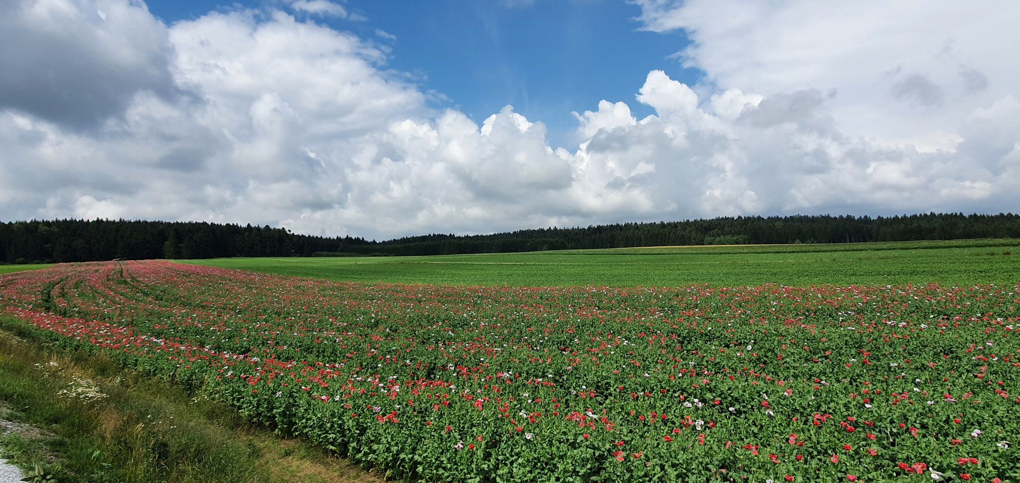 Mohn