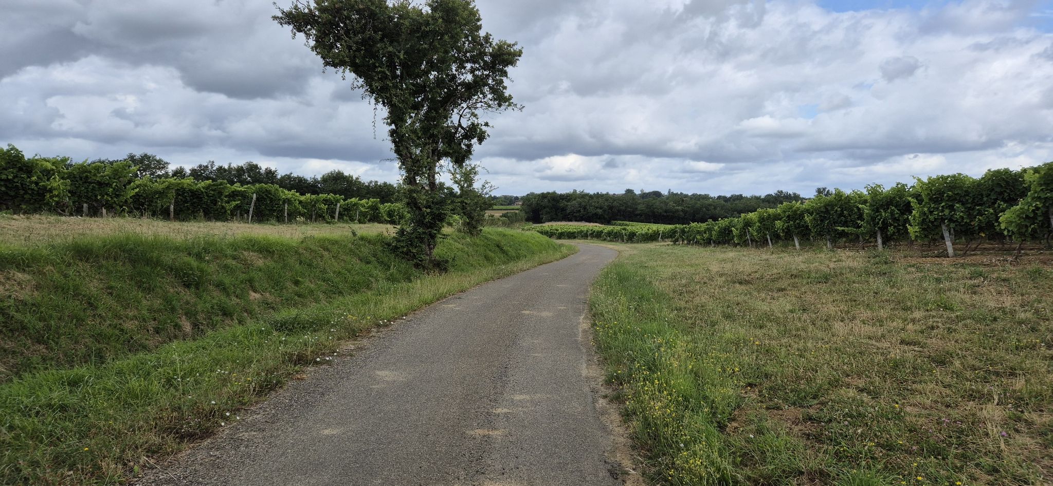Lopen tussen de wijngaarden.