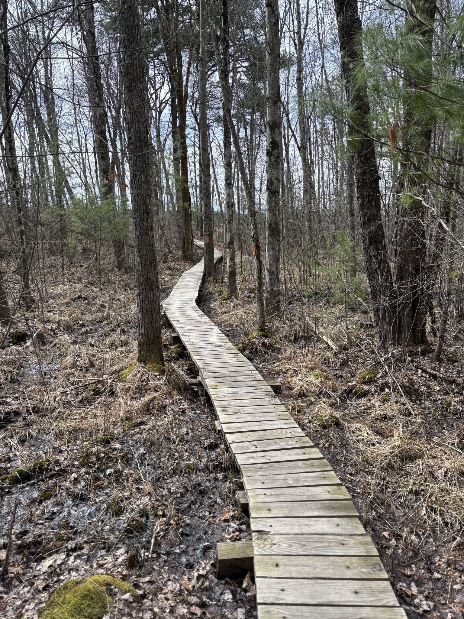 A wooden boardwalk winds through a bare forest under diffused light. - Ellsworth Barnard Loop