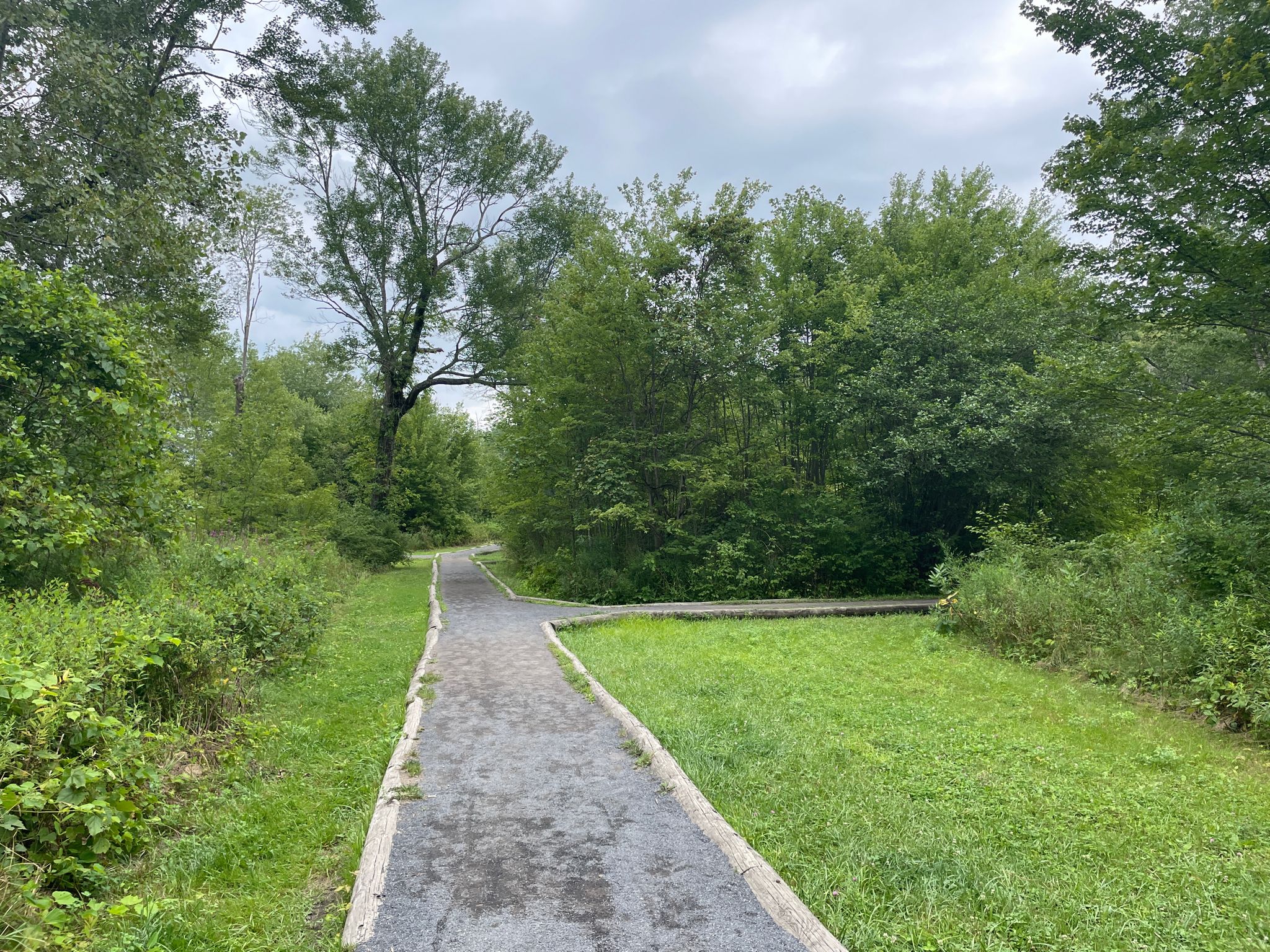 A paved path forks in a green, wooded area on a cloudy day. - Onteora Lake loop from Kingston