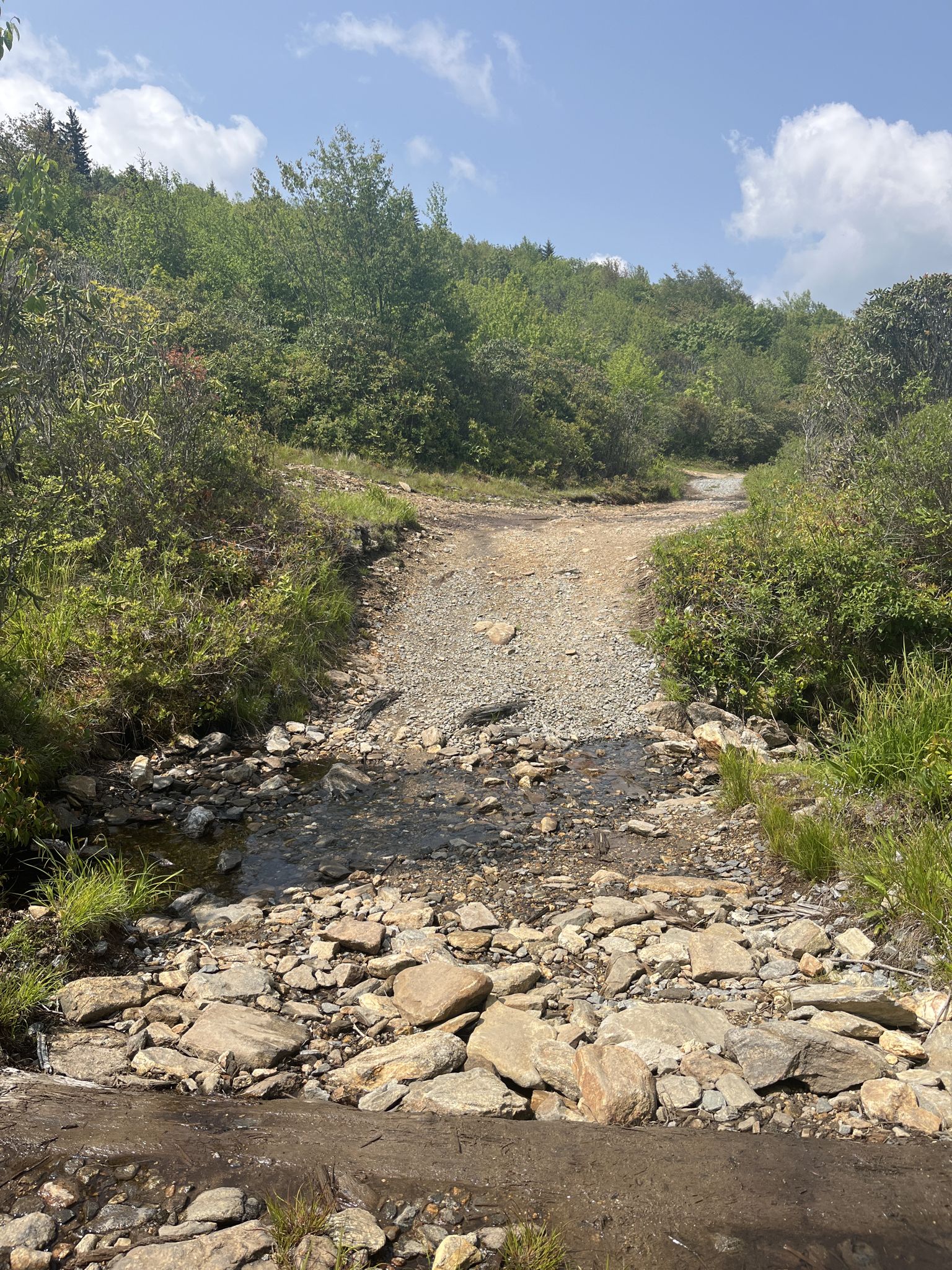 Rocky stream crossing a dirt road, surrounded by green foliage. - Ivestor Gap Trail