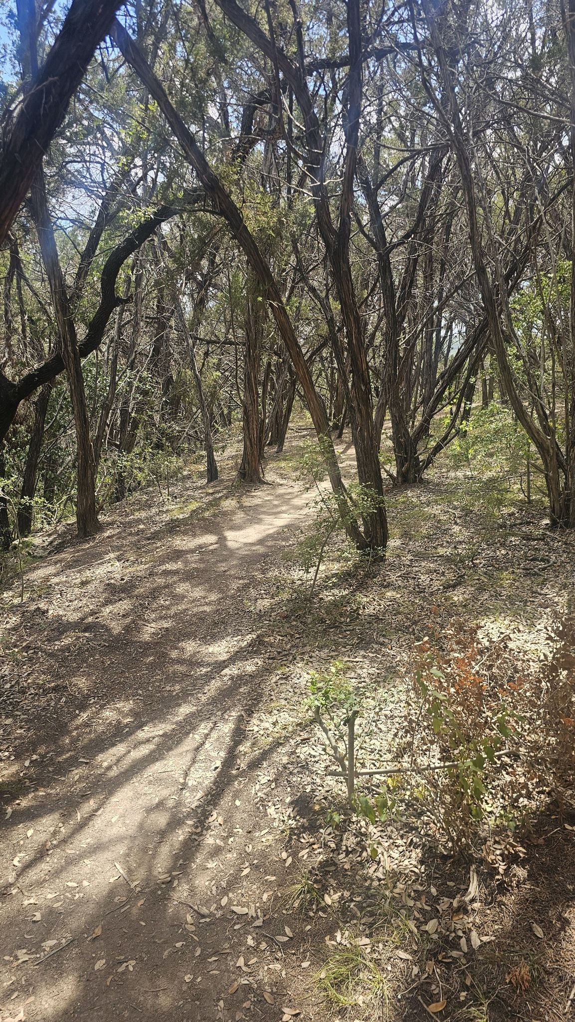 Sunny dirt path winding through a dense, shaded forest. - Commons Ford Waterfall Trail
