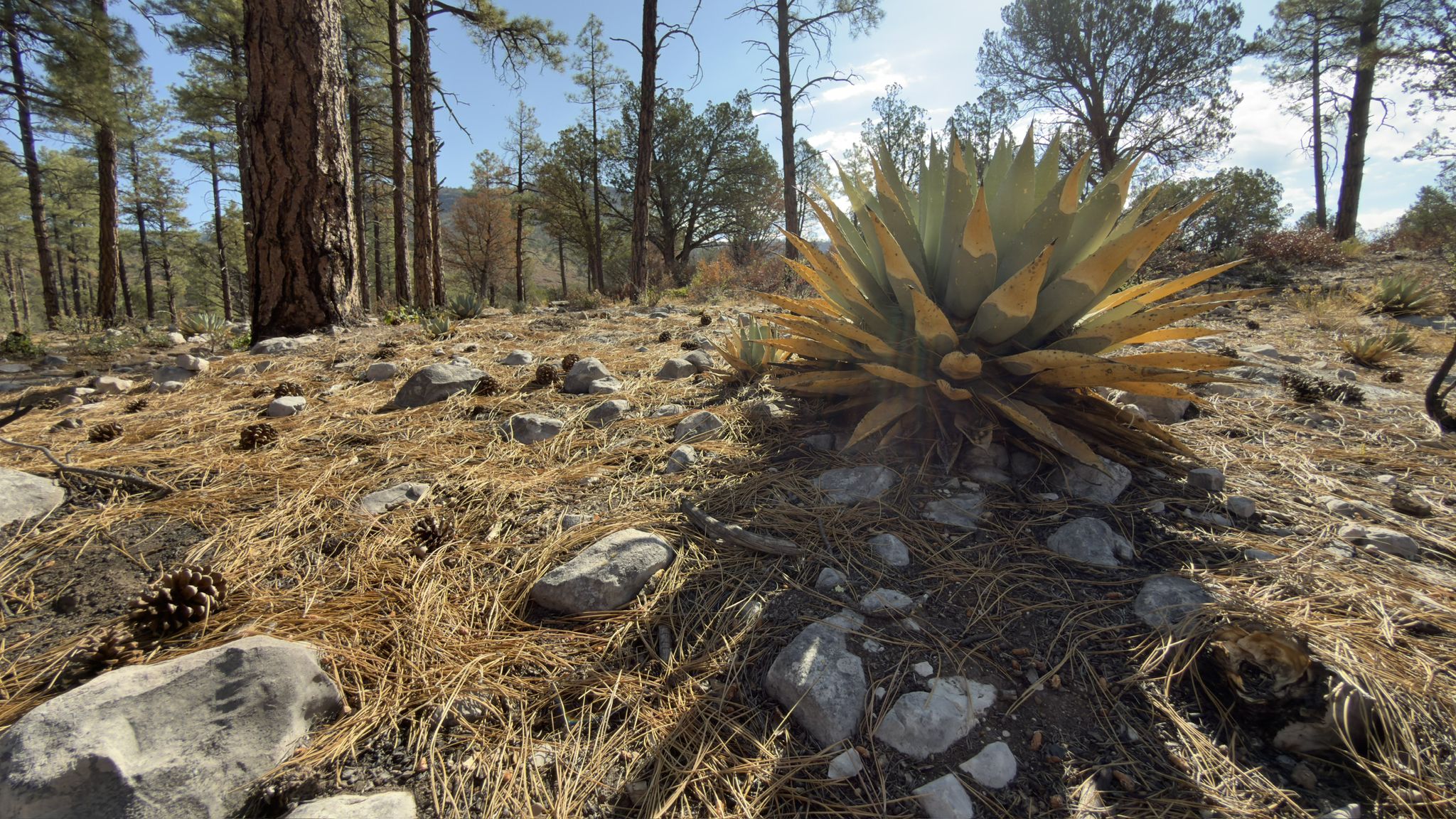 Large agave plant on a sunny forest floor with pine needles and rocks. - Pine – Pine, Arizona loop from Pine