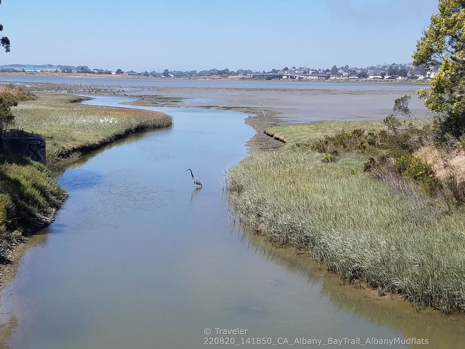 Heron standing in a narrow river flowing through green marshland. - Albany Waterfront Trail – Albany Bulb loop from Albany