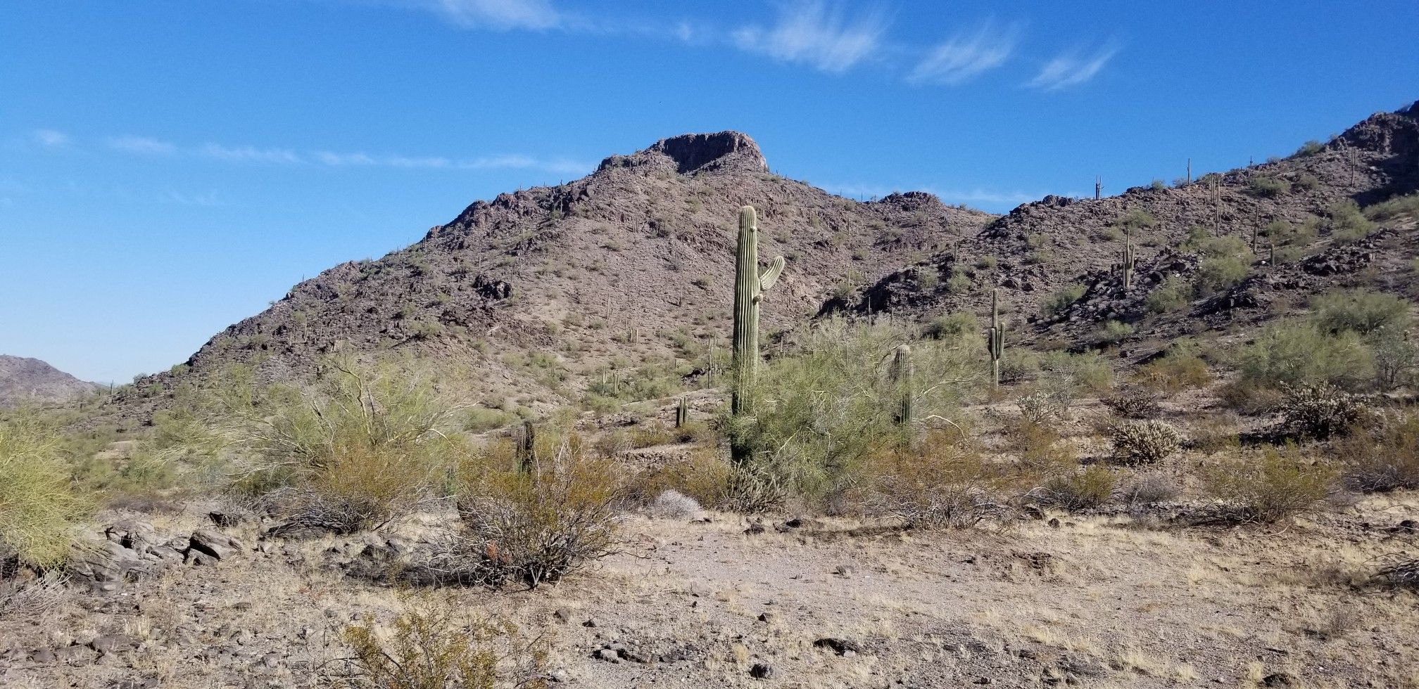 Sunny desert landscape with saguaro cacti and rugged mountains under blue sky. - Coldwater-Butterfield Loop Trail