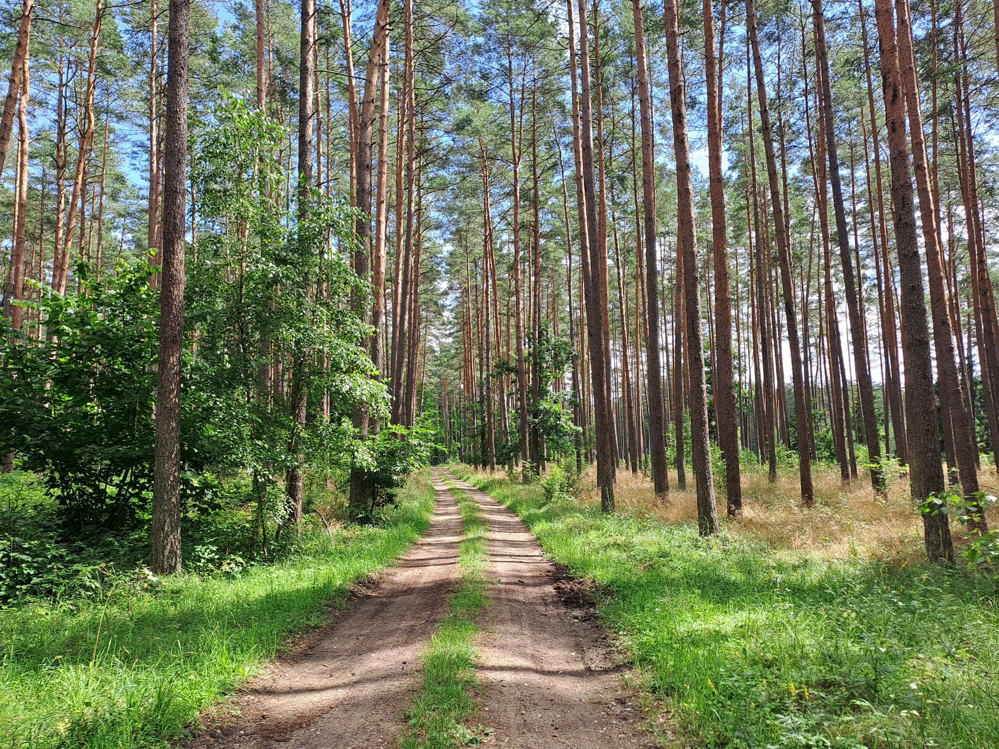 Janowo - Szczytno durch den Wald