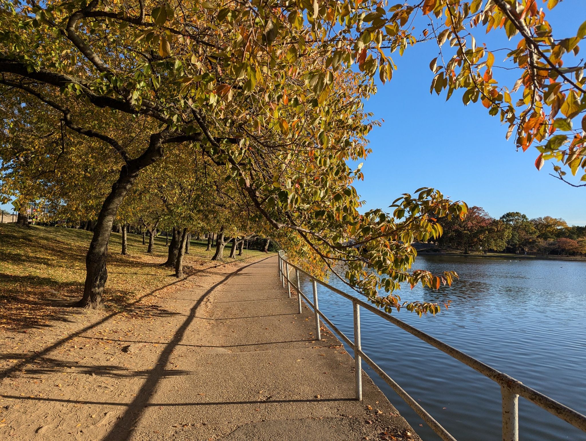 Paved path along a river, lined with trees showing autumn colors. - Tidal Basin – Thomas Jefferson Memorial loop from Fort Totten