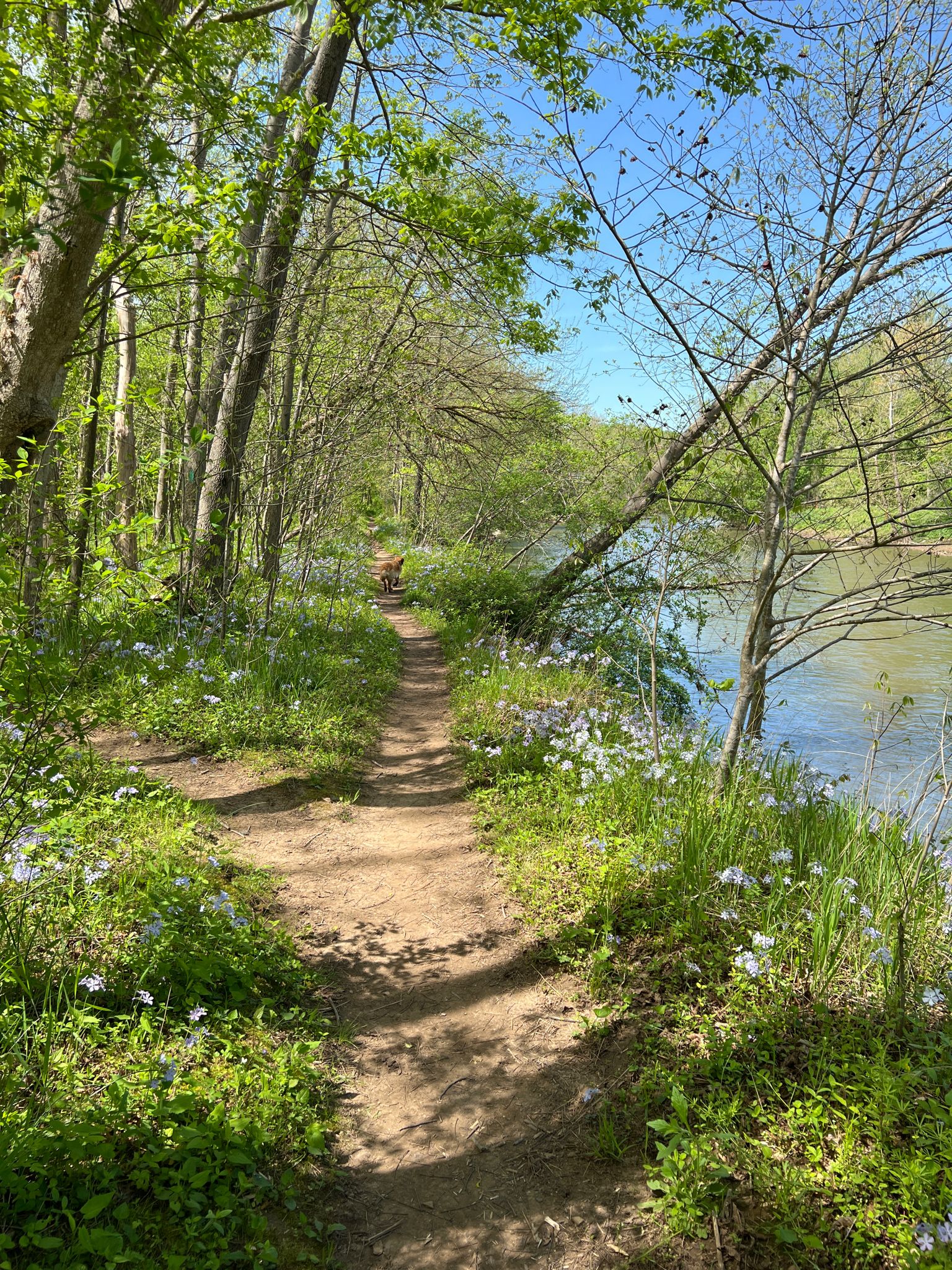 A sunny dirt path follows a river's edge through a green, flowering forest. - Seneca Bridle Trail to Potomac Heritage Trail Loop