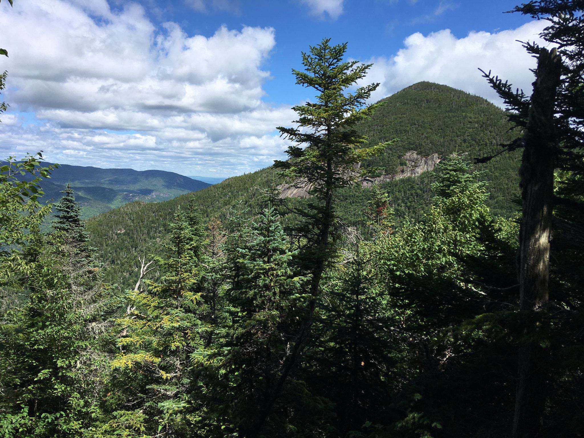Tall evergreen tree frames a view of lush green mountains under a cloudy sky. - Upper and Lower Wolfjaw Trail