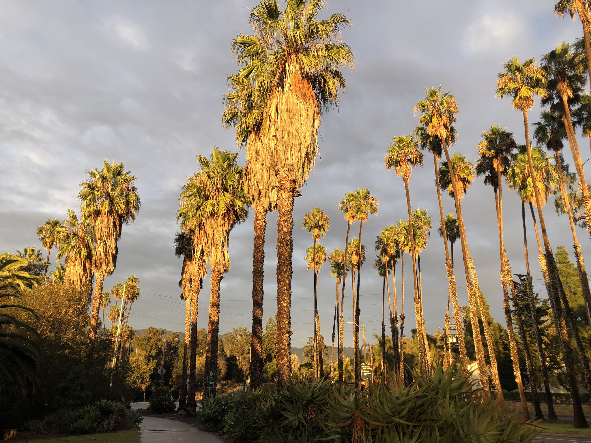 Tall palm trees illuminated by golden hour sunlight against a cloudy sky. - Andree Clark Bird Refuge