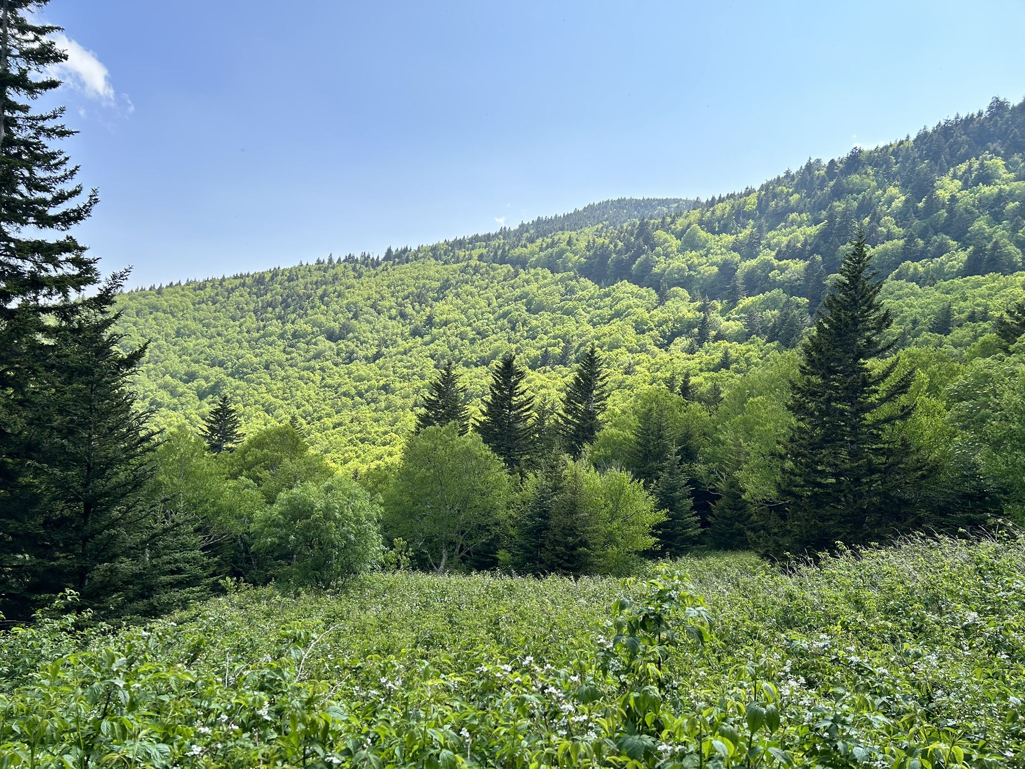 Sunny mountain landscape with dense green forest and foreground foliage. - Mount Mitchell and Buncombe Horse Trail Loop
