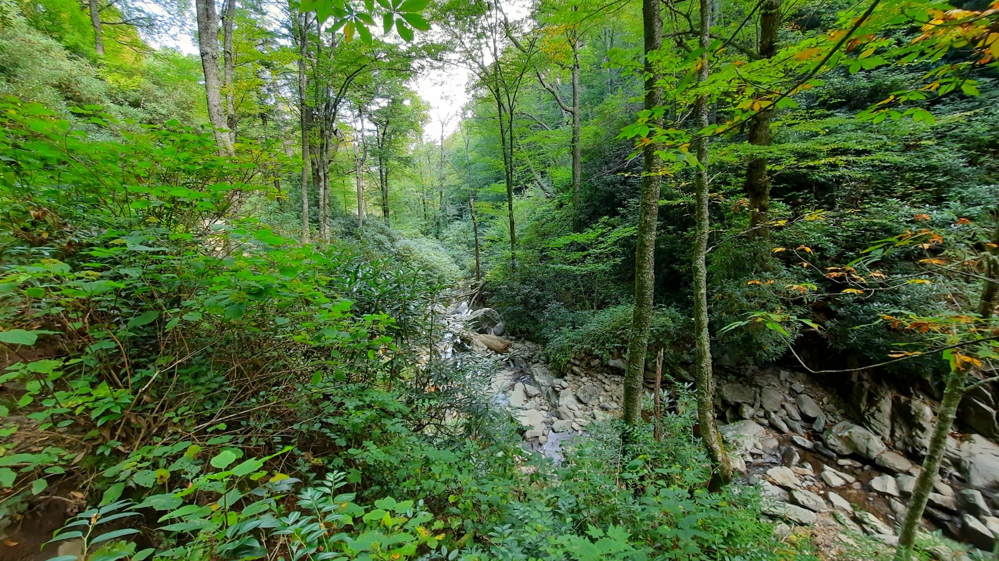 A rocky stream bed winding through a dense, vibrant green forest. - Grotto Falls via Trillium Gap Trail