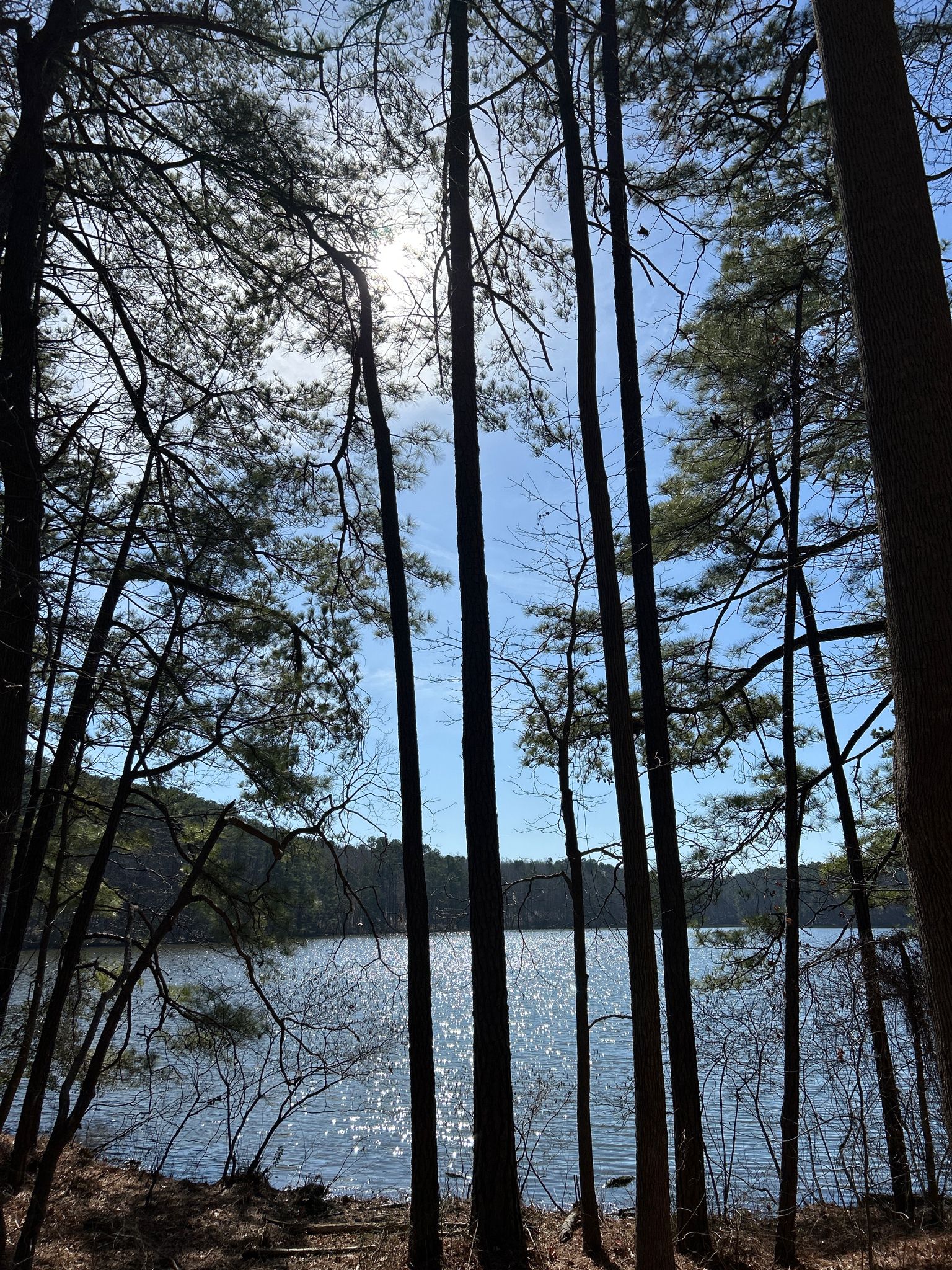Sunlit lake viewed through silhouetted tall trees on a bright day. - Walnut Creek and Lake Wheeler Loop