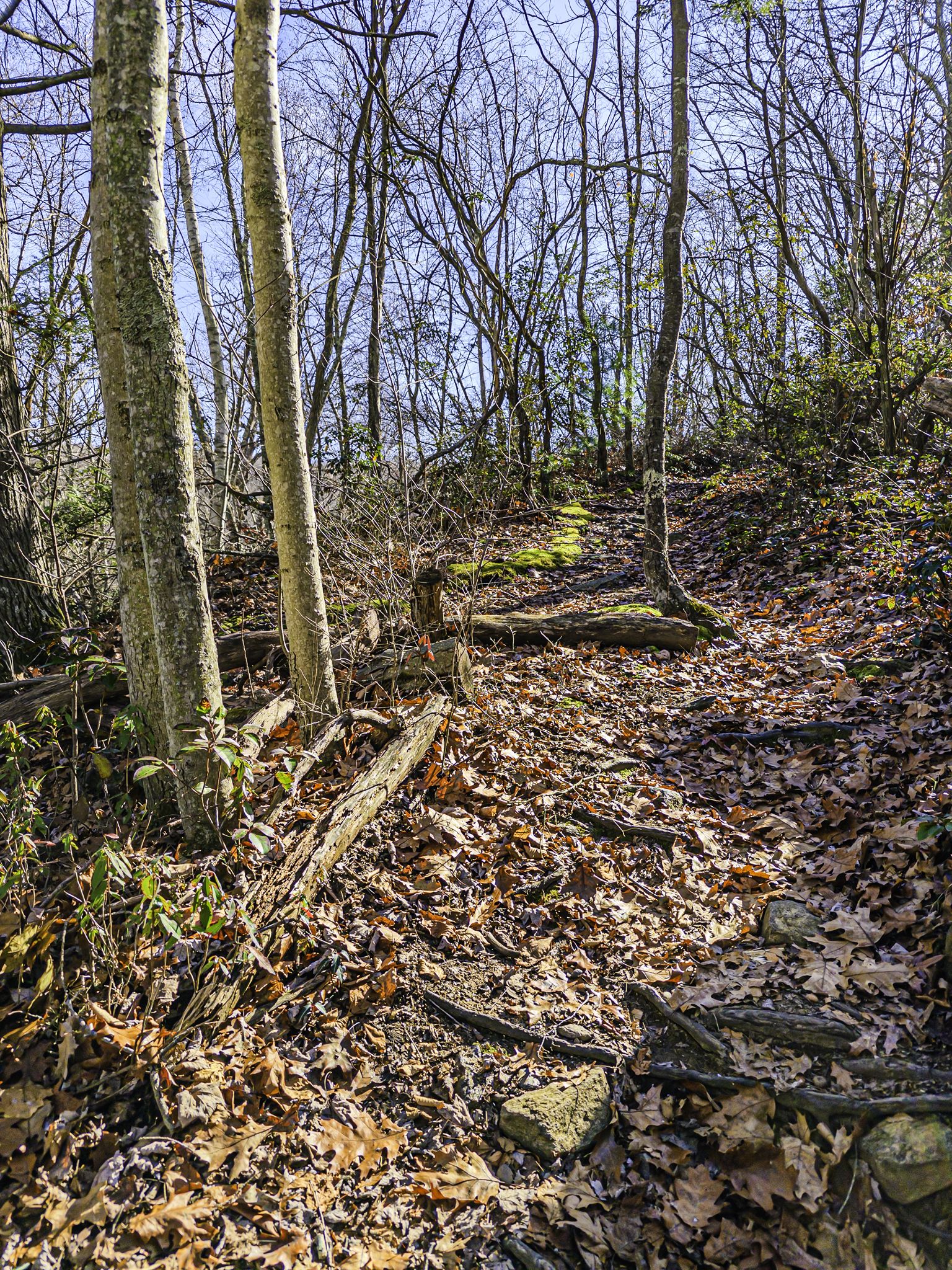 An uphill forest path covered in leaves and roots, with bare trees. - Talcottville Pond – Dobsonville Pond Dam loop from Vernon
