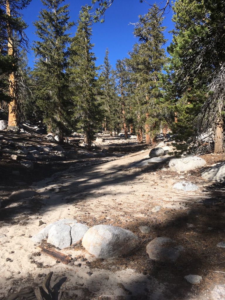 Sunny dirt path winding through a dense forest of tall pine trees. - Cottonwood Lakes Trail