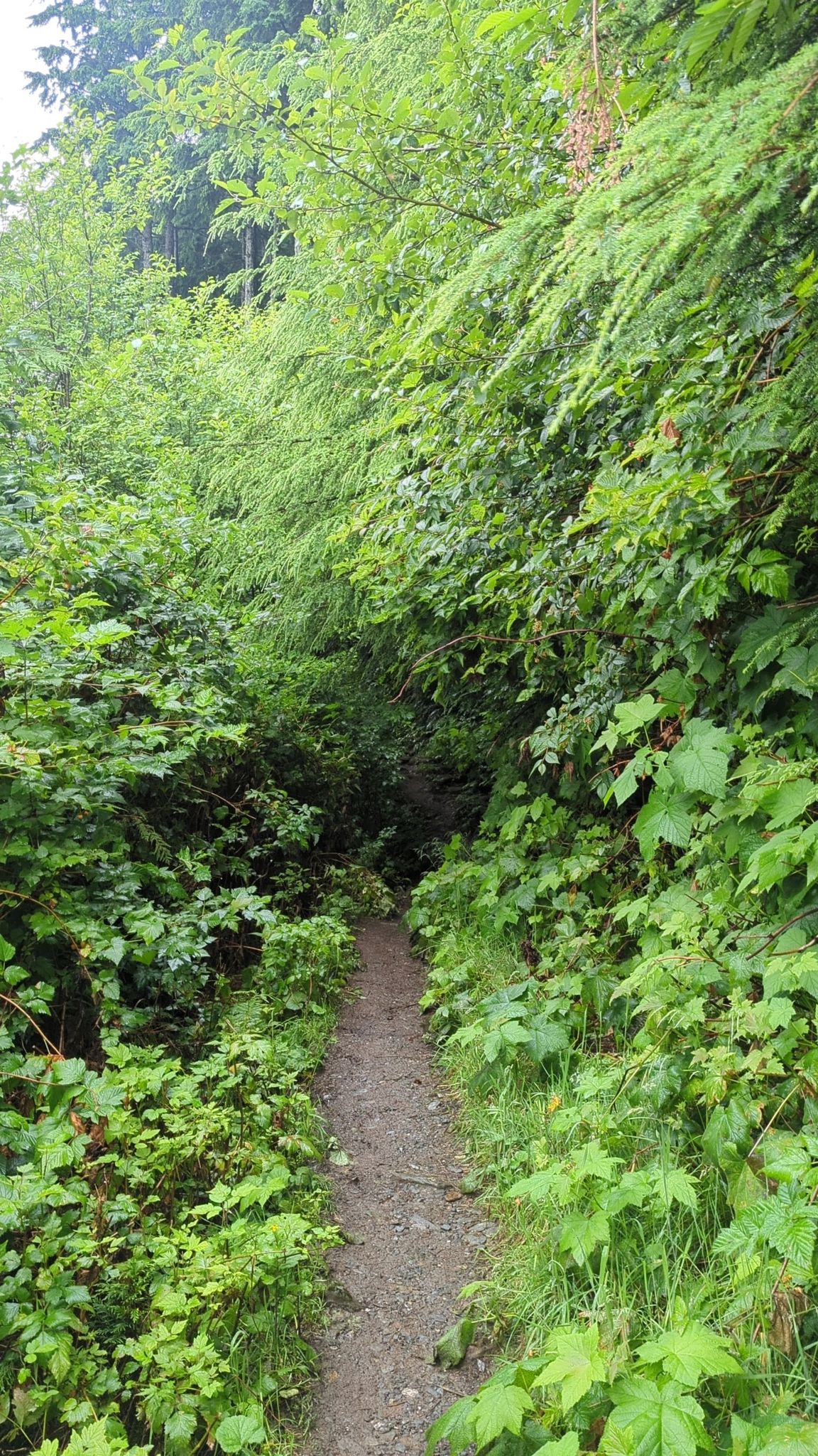Narrow dirt path winding through dense green forest foliage on an overcast day. - Rainbird Trail