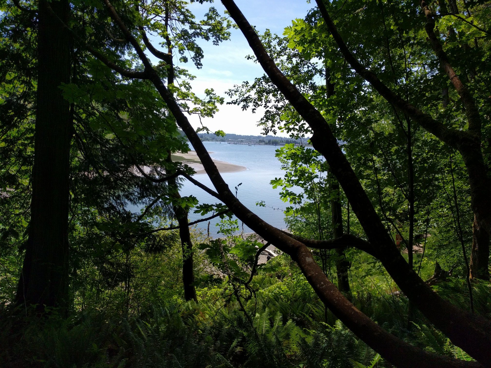 Calm lake visible through dense green forest foliage on a bright, sunny day. - Ellis Cove Trail