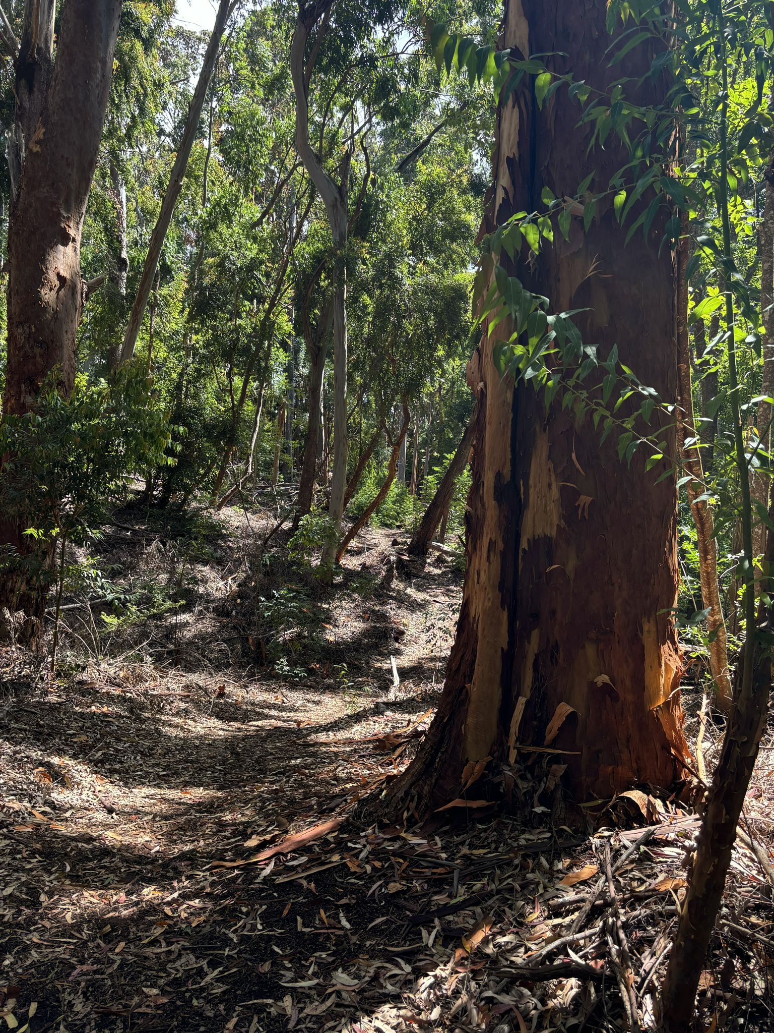 A large tree trunk next to a sun-dappled winding path in a forest. - Piiholo Reservoir loop from Piiholo Reservoir