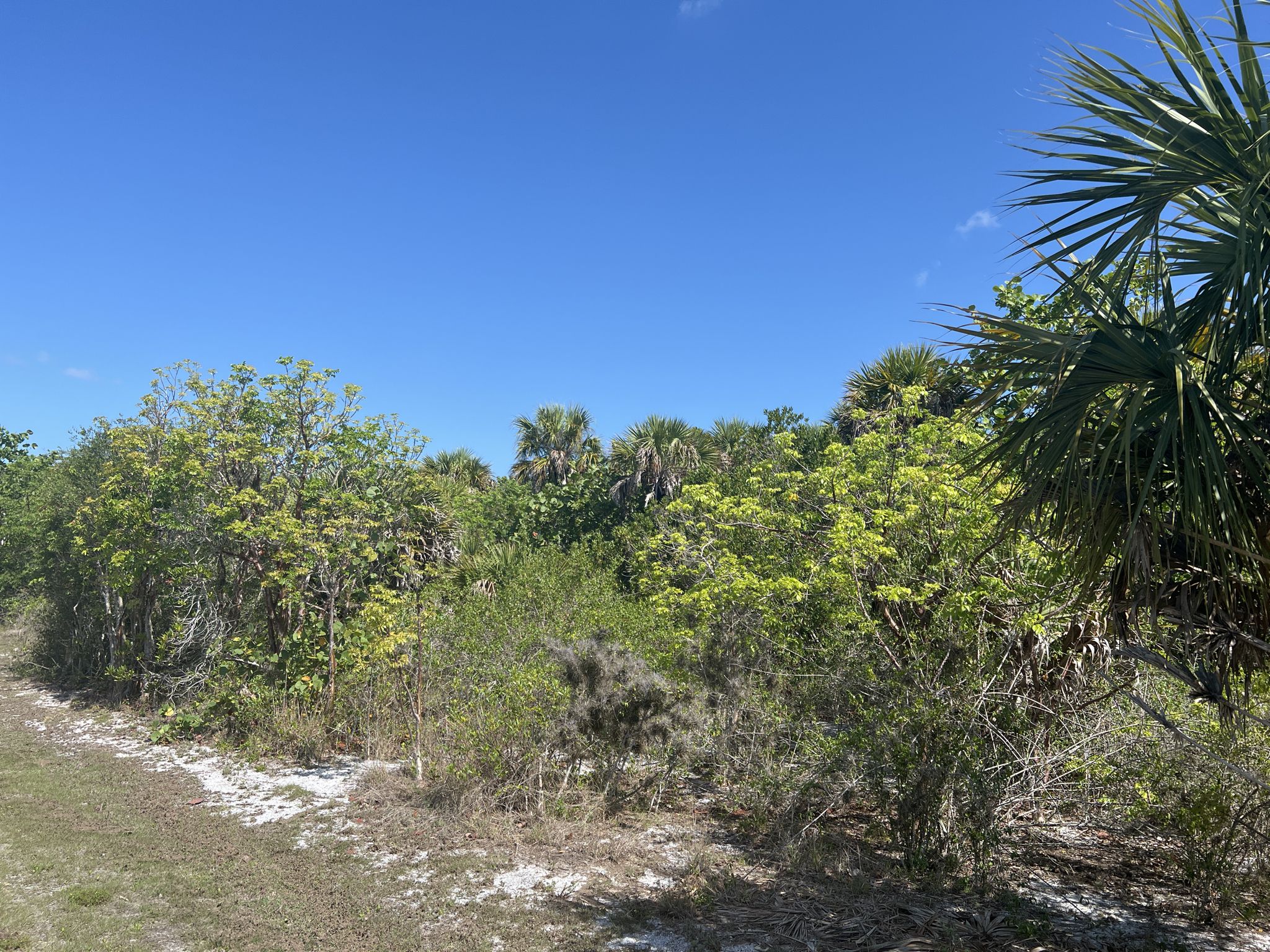 Dense green foliage and palm trees under a clear blue sky. - Sanibel-Captiva Shared Use Path loop from Gulfside City Park
