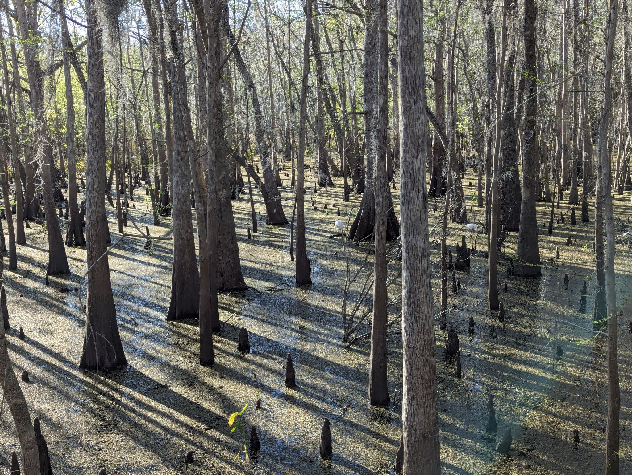 Cypress swamp with many trees and knees in shallow water. - Black Bear Wilderness Area loop from Astor Farms