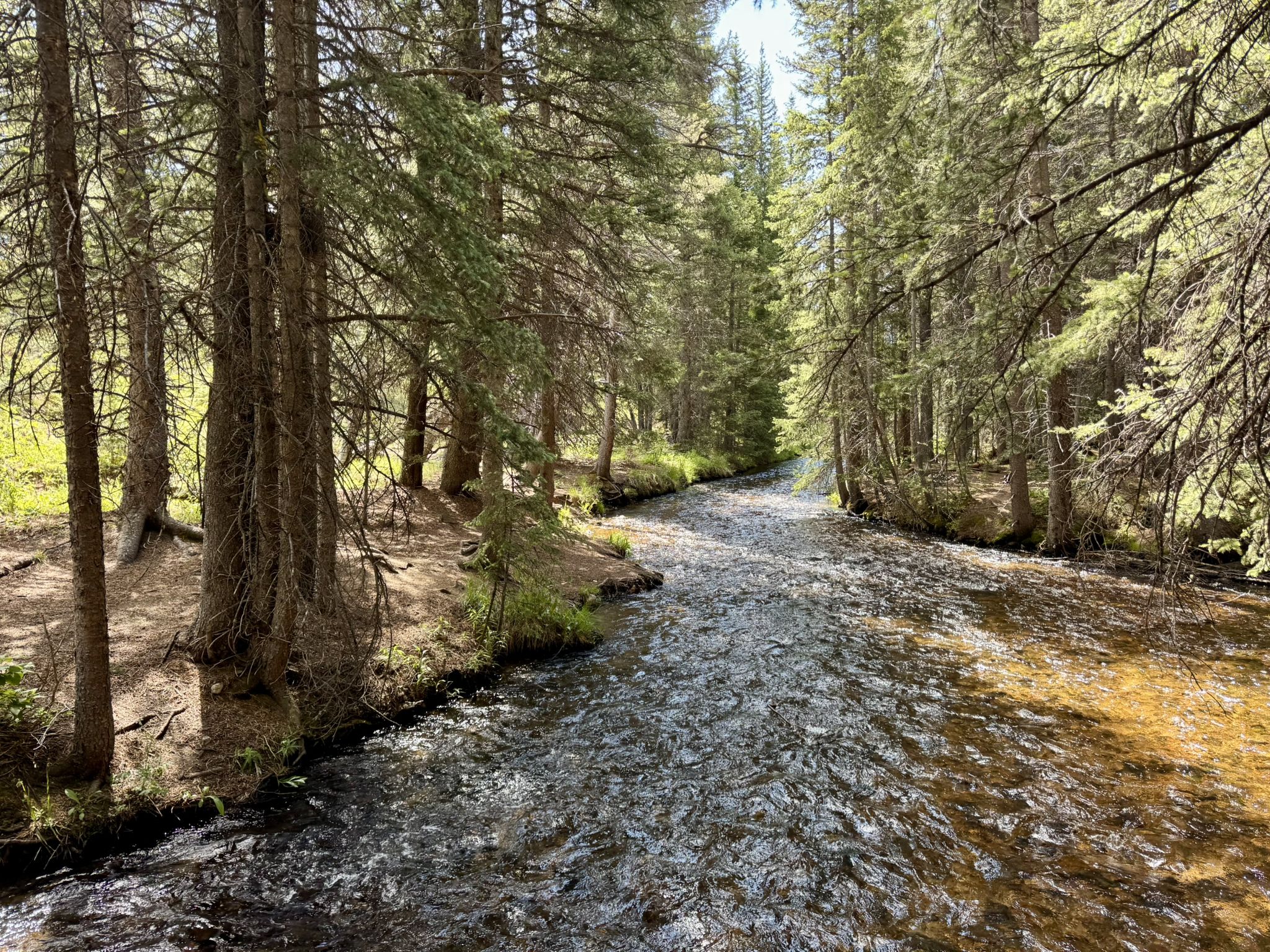 A clear stream flows through a dense pine forest on a sunny day. - Colorado Trail: Kenosha Pass to Jefferson Lake