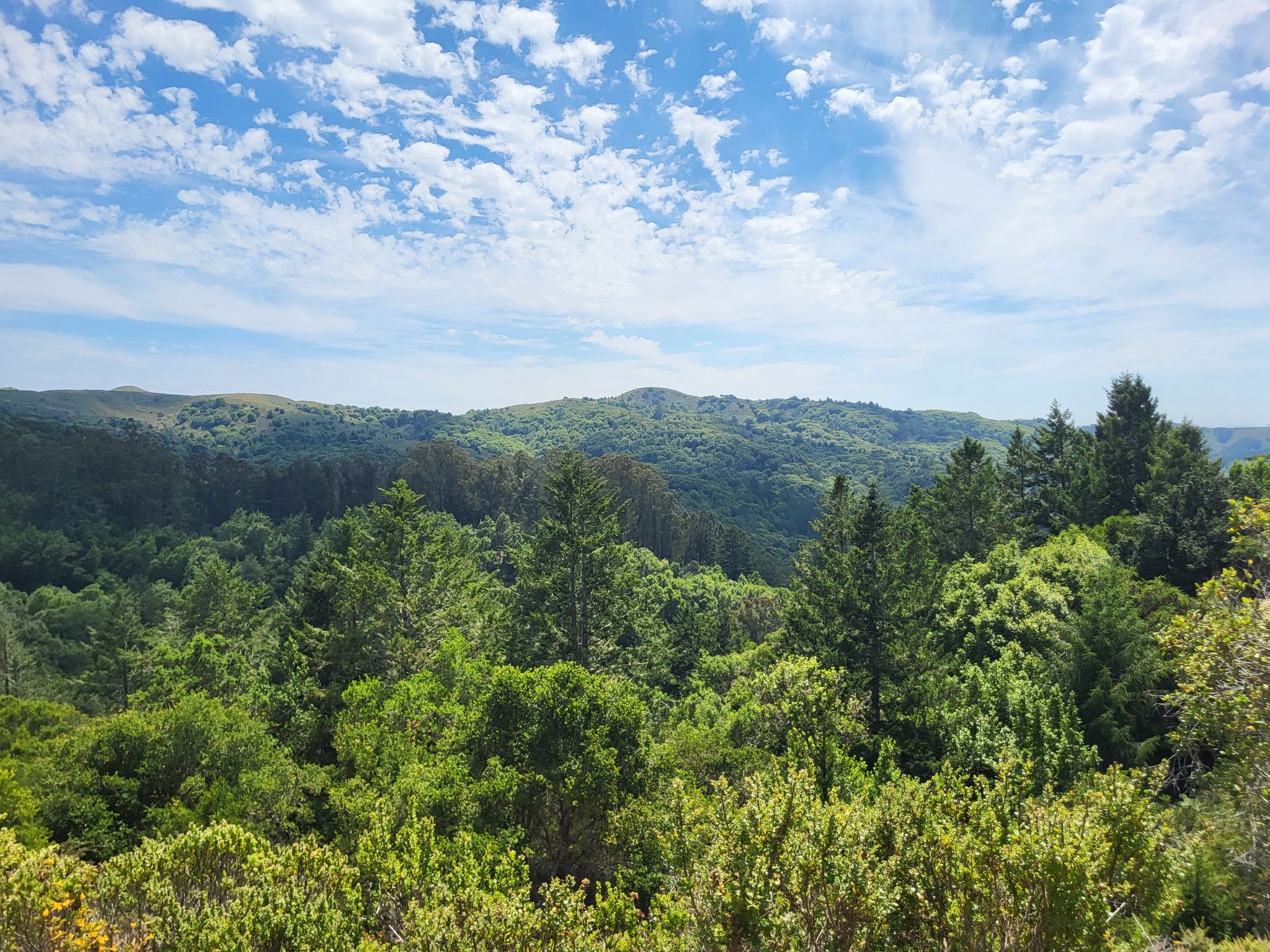 Expansive rolling hills covered in dense green forest under a blue sky. - Muir Woods Cycle Loop