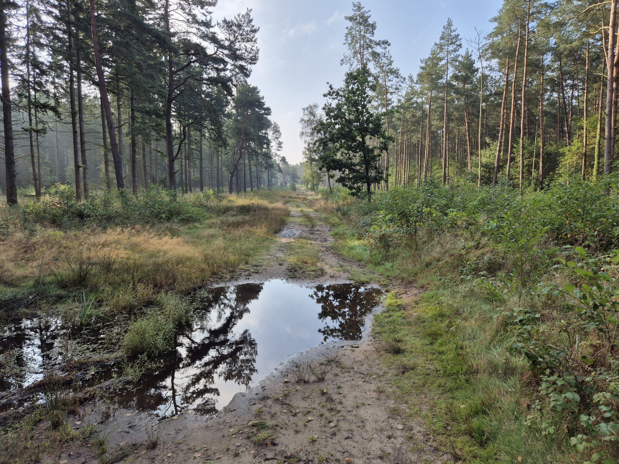 Diese Piste durch den Wald Richtung Wintermoor fahre ich eigentlich ungern das lässt sich heute aber nicht vermeiden!