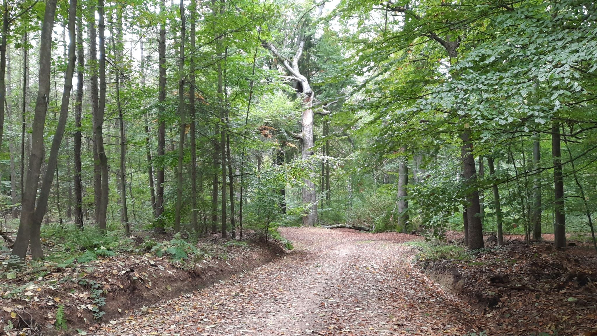 Zschmmerlingweg