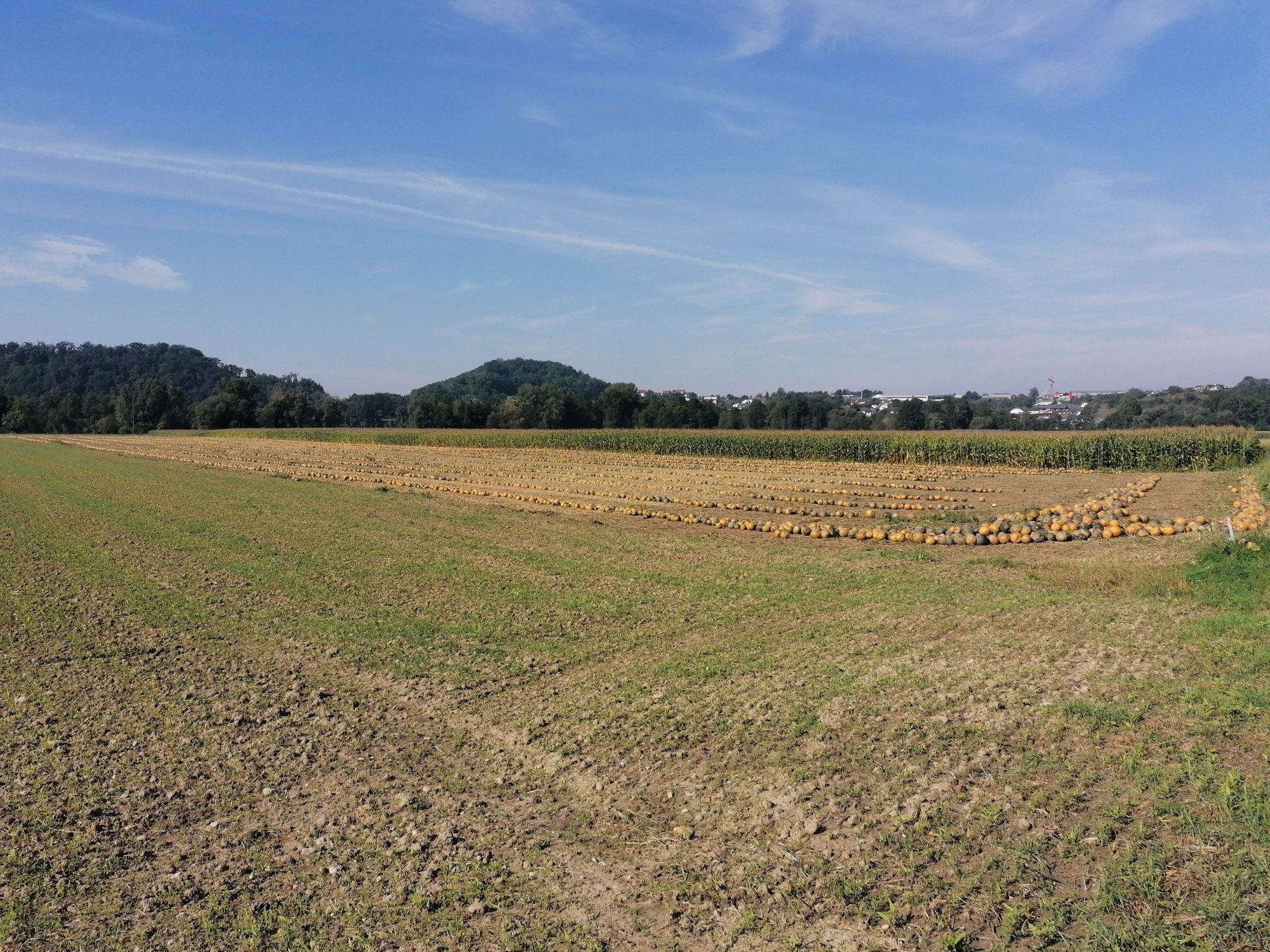 kürbisfeld